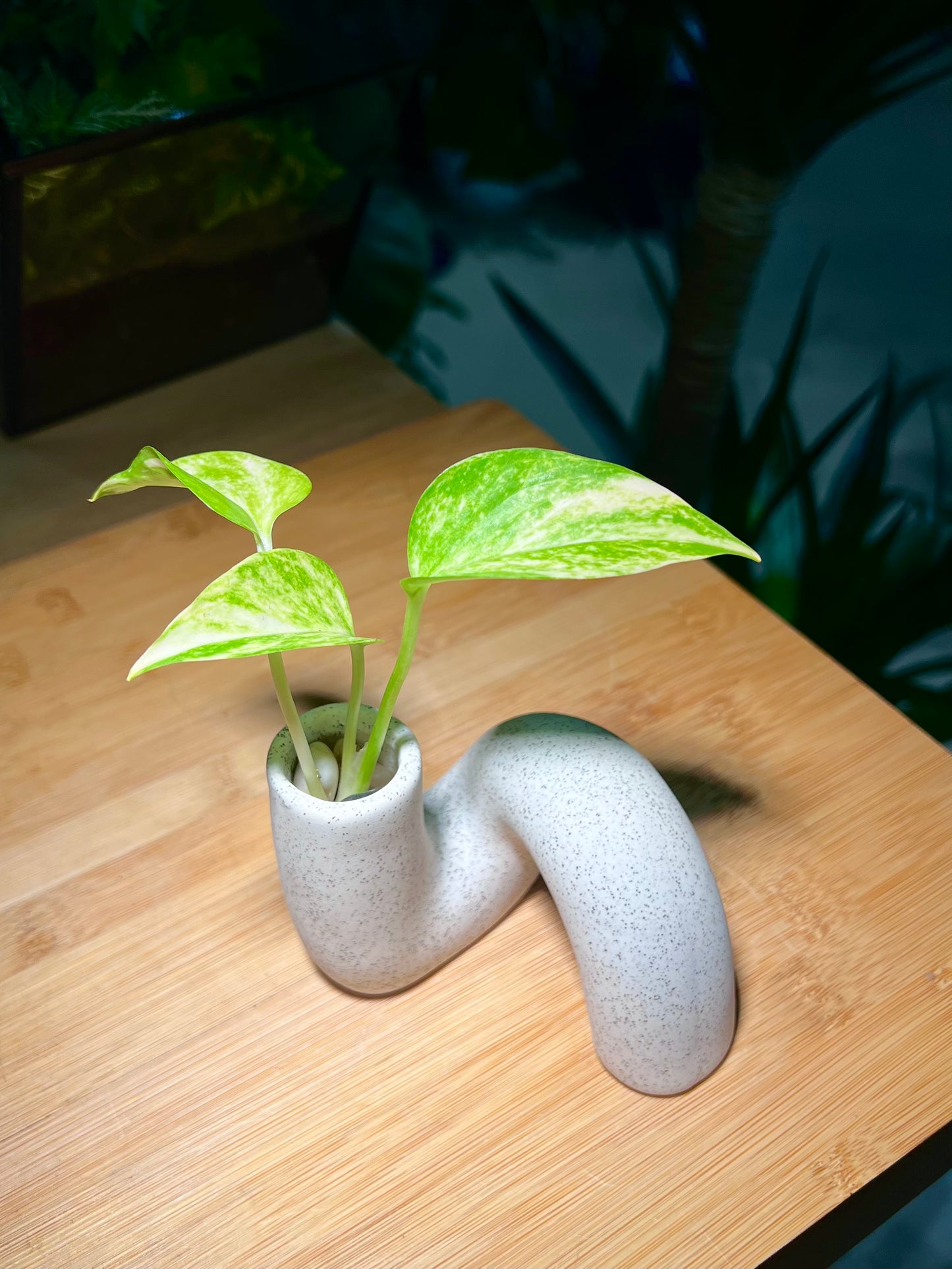 Money Plant in Unique ‘N’ Ceramic Water Based Glass