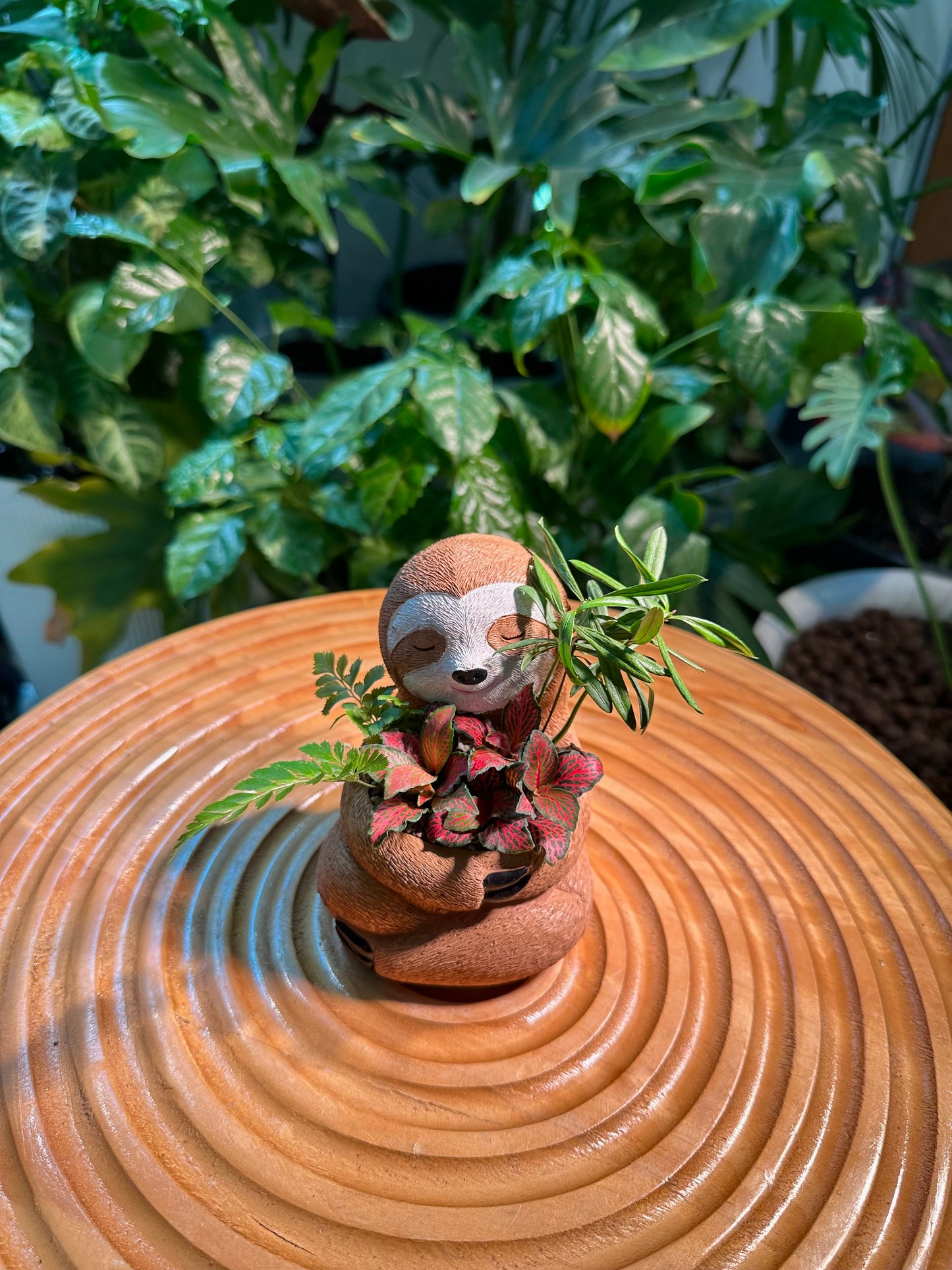 Fittonia and Fern with Podocarpus Arrangment in Sloth Pot