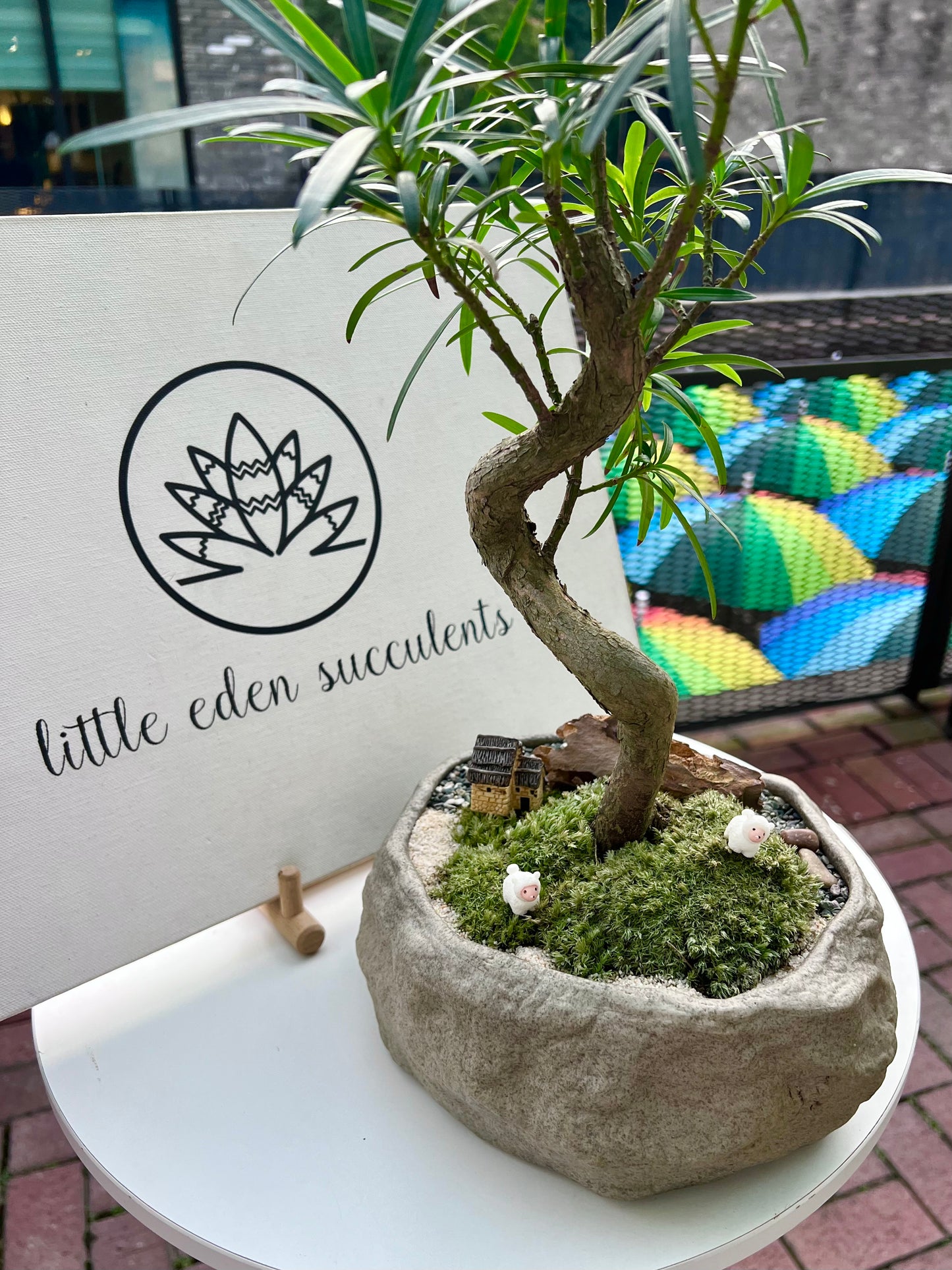 Podocarpus Macrophyllus with Moss (Indoor Plant Bonsai) Arrangement in Irregular Stone Pot