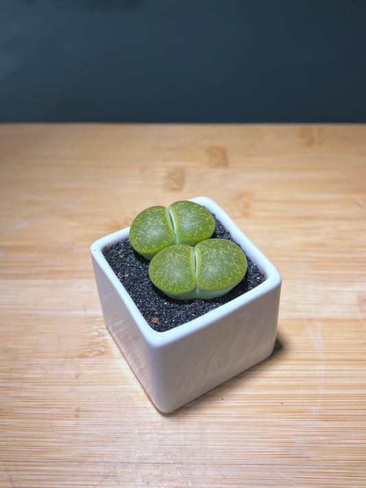 Twin Lithops in Square Ceramic Pot