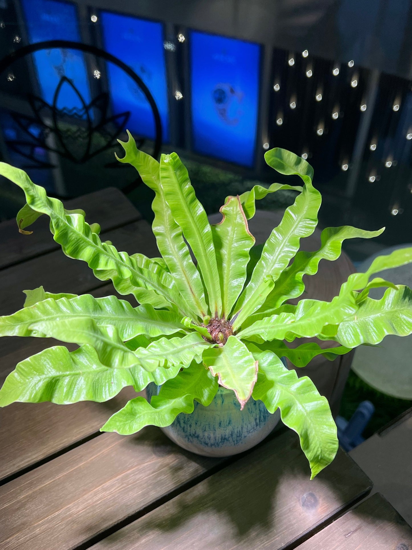 Asplenium in Bicolor Ceramic Pot