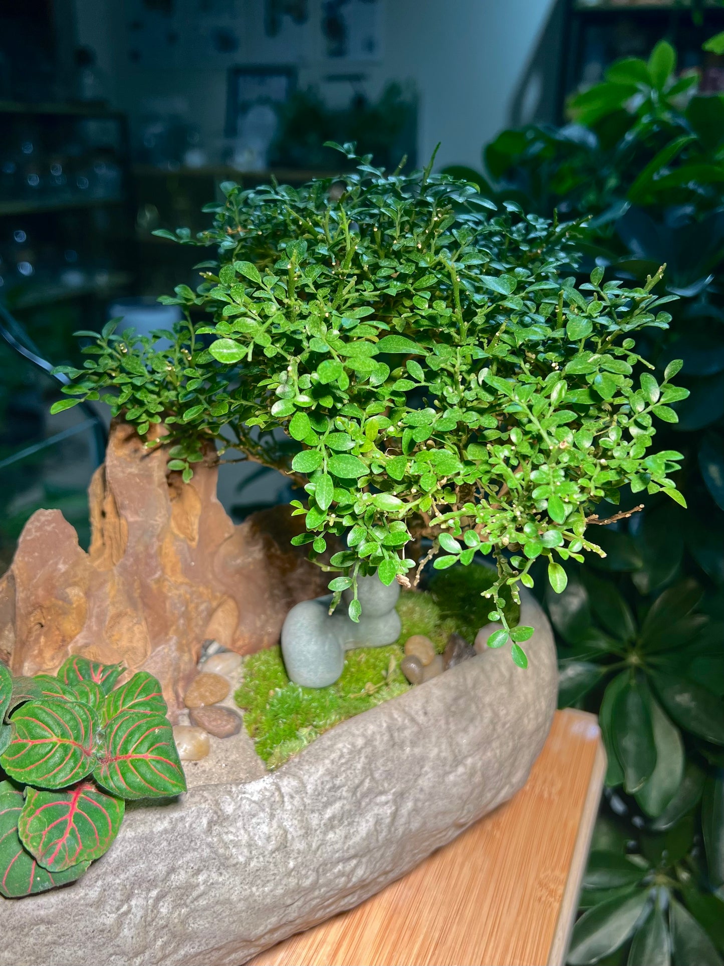 Fittonia and with Moss Arrangement in Faux Stone Concrete Pot