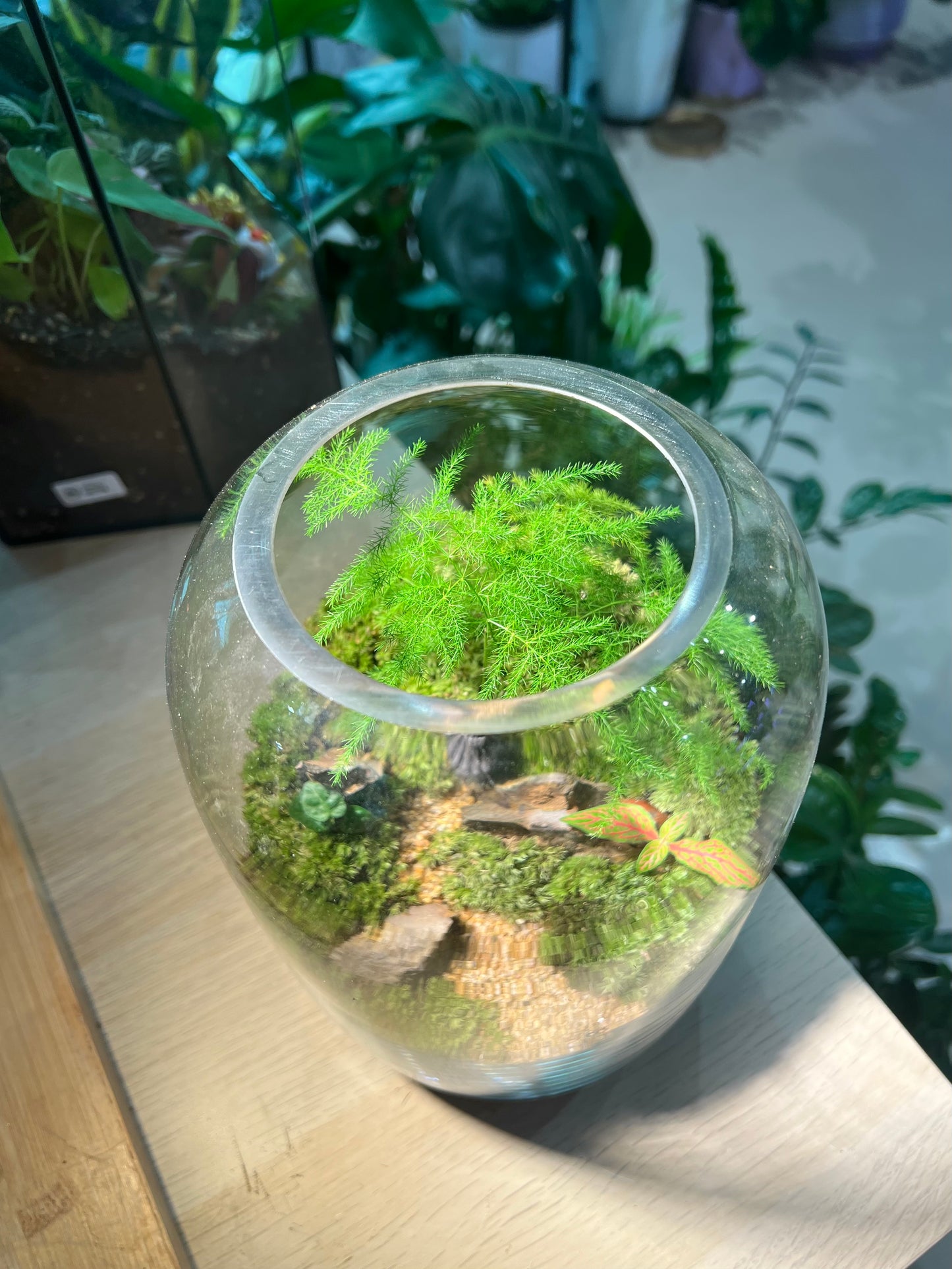 Asparagus Fern with Moss Arrangement in Tall Fishbowl Glass without Lid Terrarium