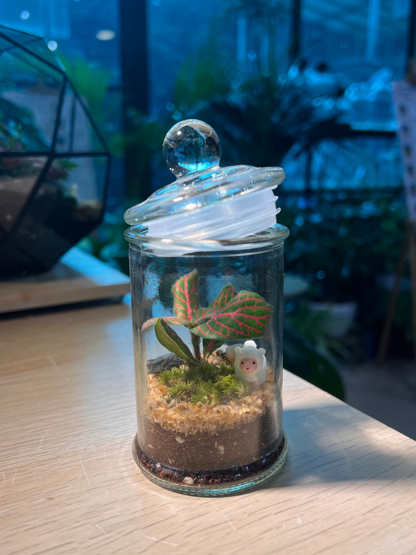 Fittonia with Moss (Indoor Plant) Arrangement in Terrarium Jar (S)