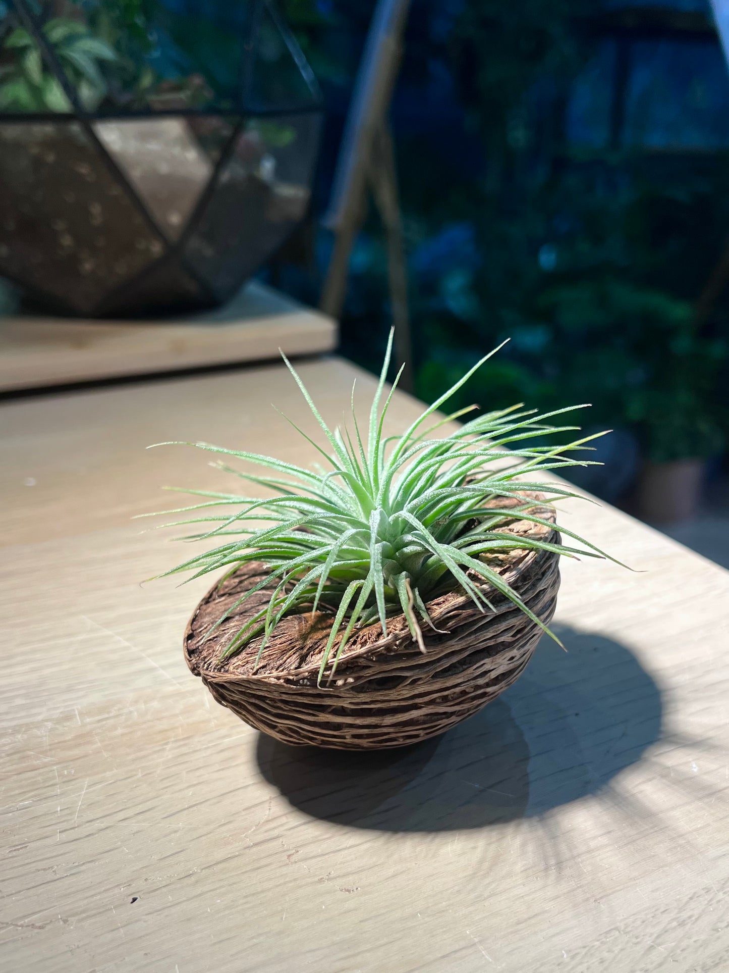 Airplant (η©Ίζ°ε€ζ’¨) in The Nest Pot