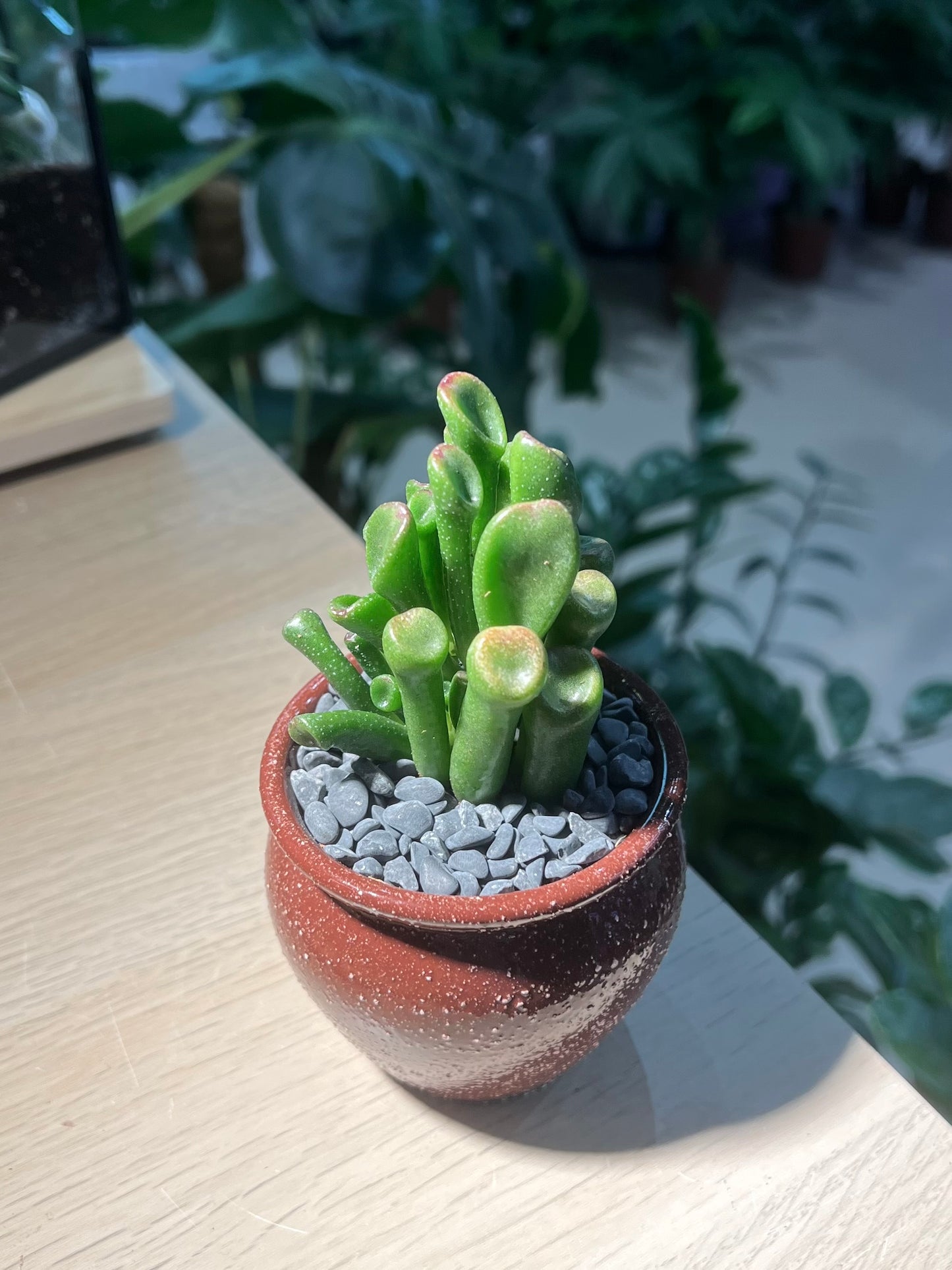 Crassula Ovata 'Gollum' in Brown Designer Ceramic Pot