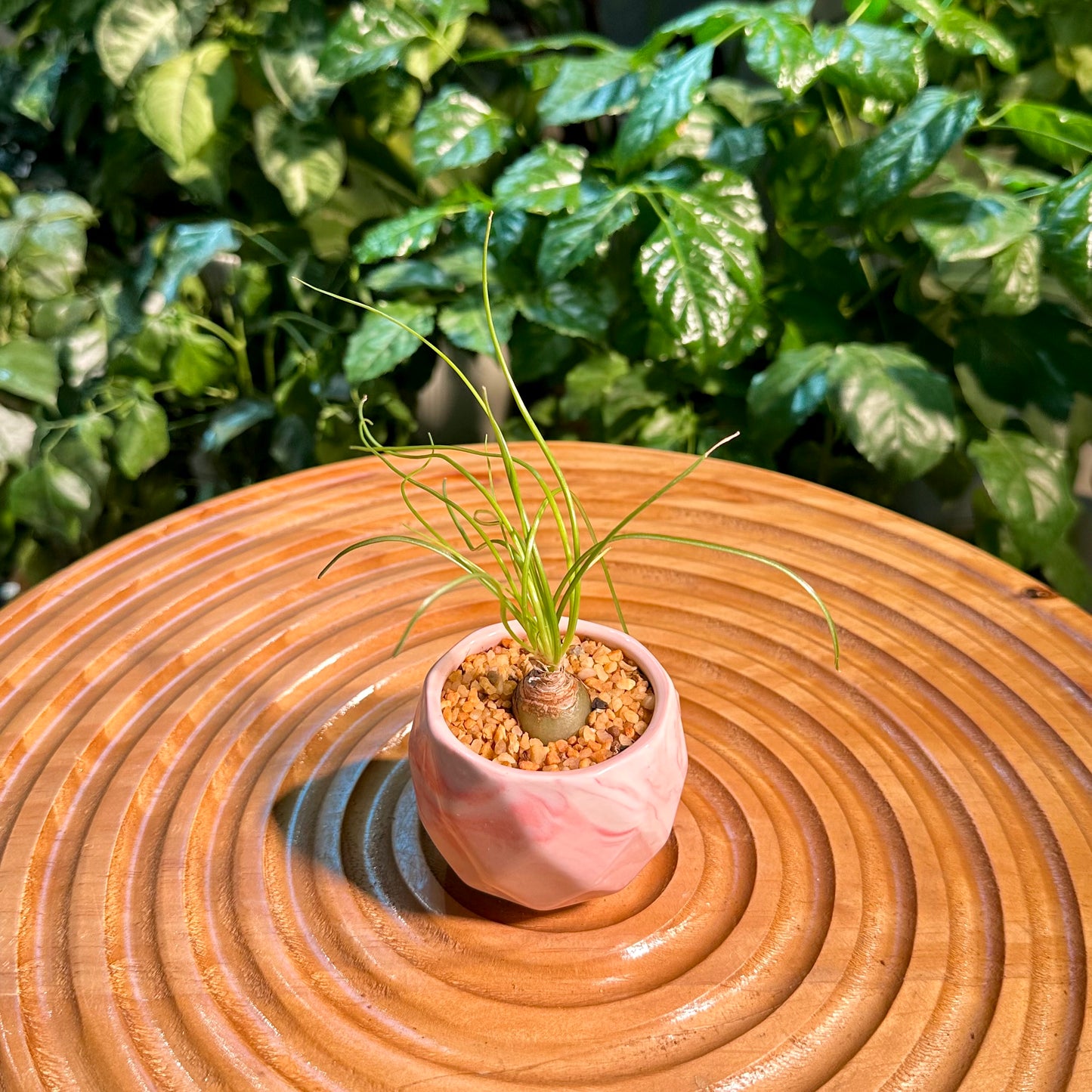 Albuca Humilis in Designer Pot