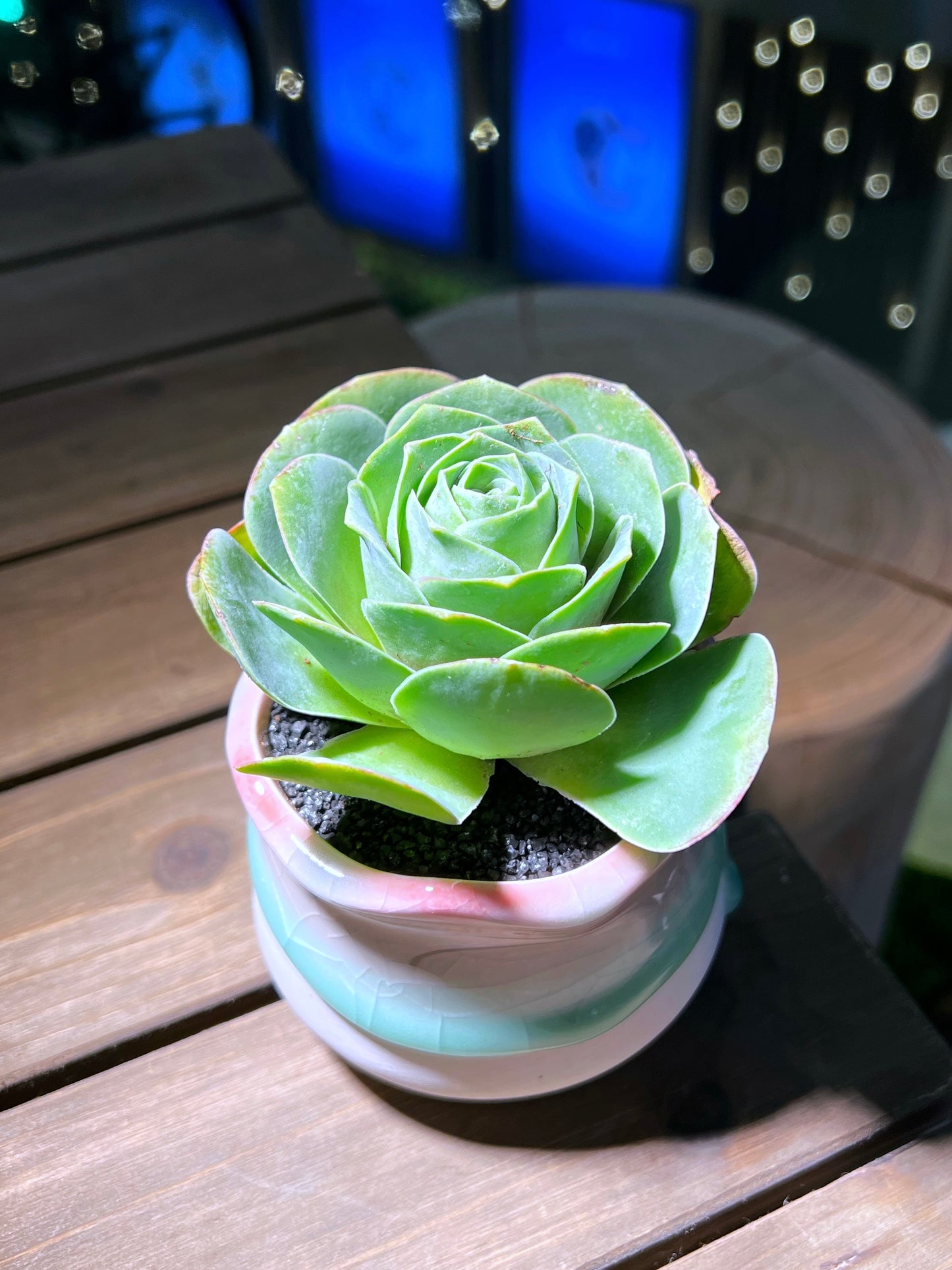 Mountain Rose in Tricolor Petal Edge Ceramic Pot