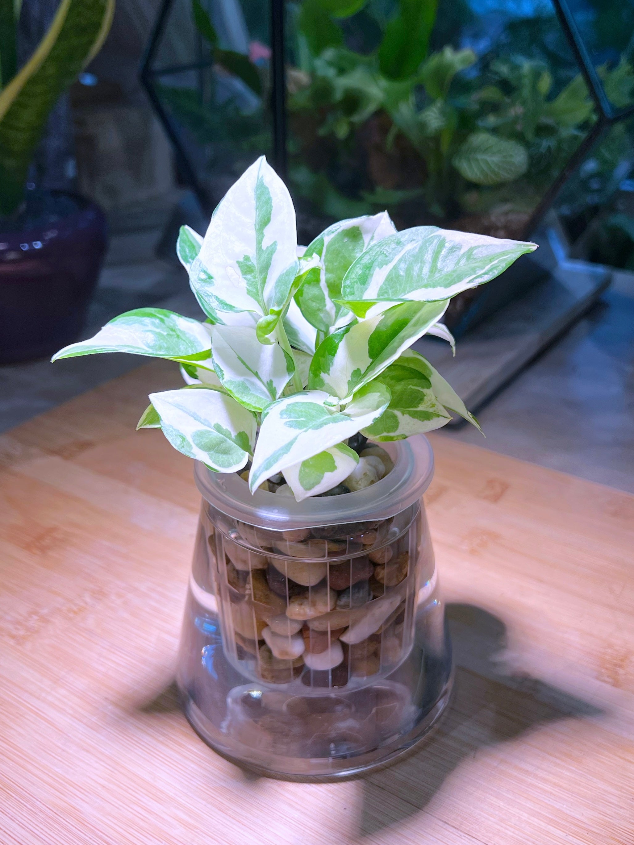 pothos in hindi Pothos Njoy (绿萝) in Fuji Water Based Glass