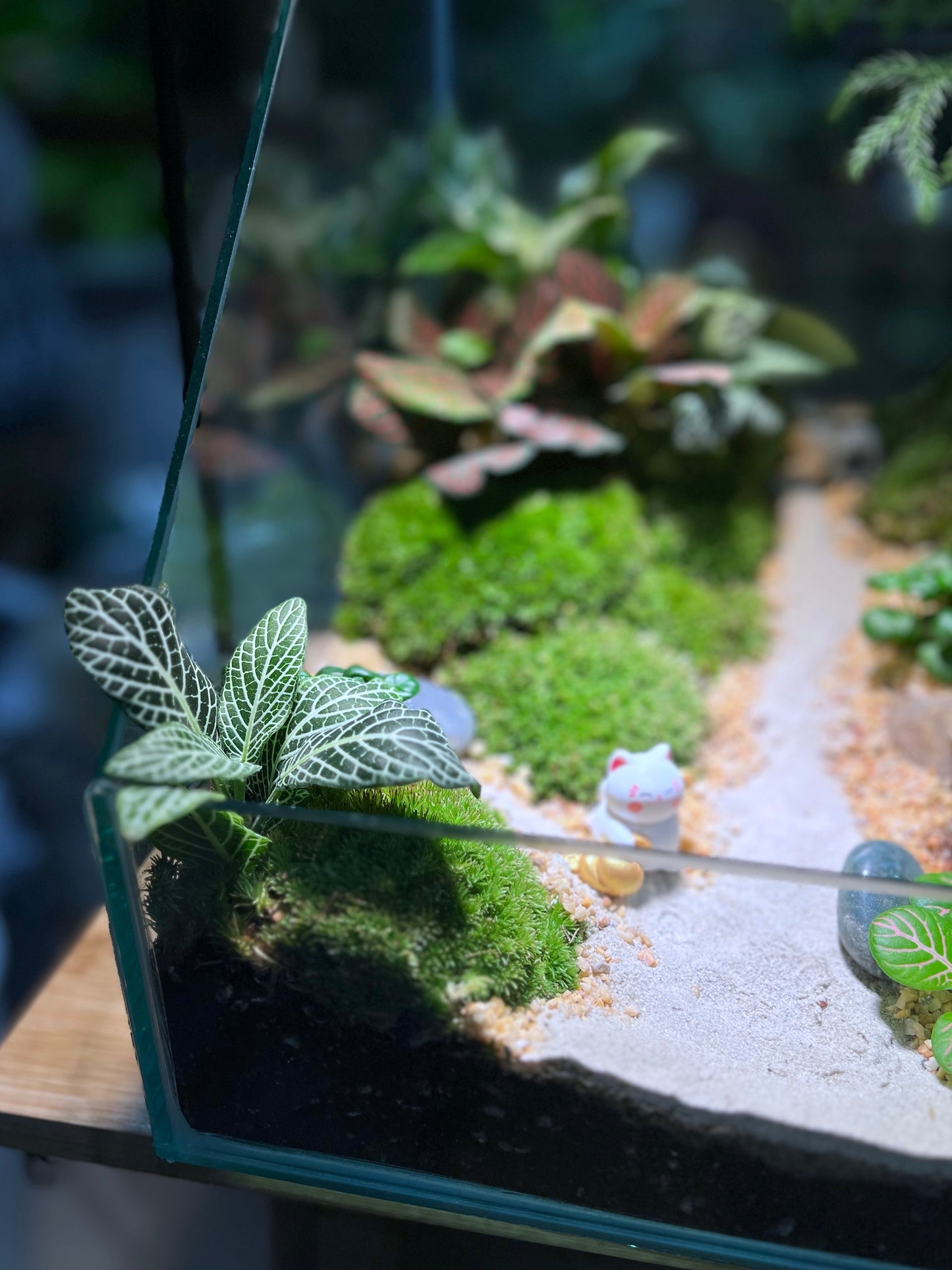 Indoor Plant Arrangement in Serene Forestscape Terrarium