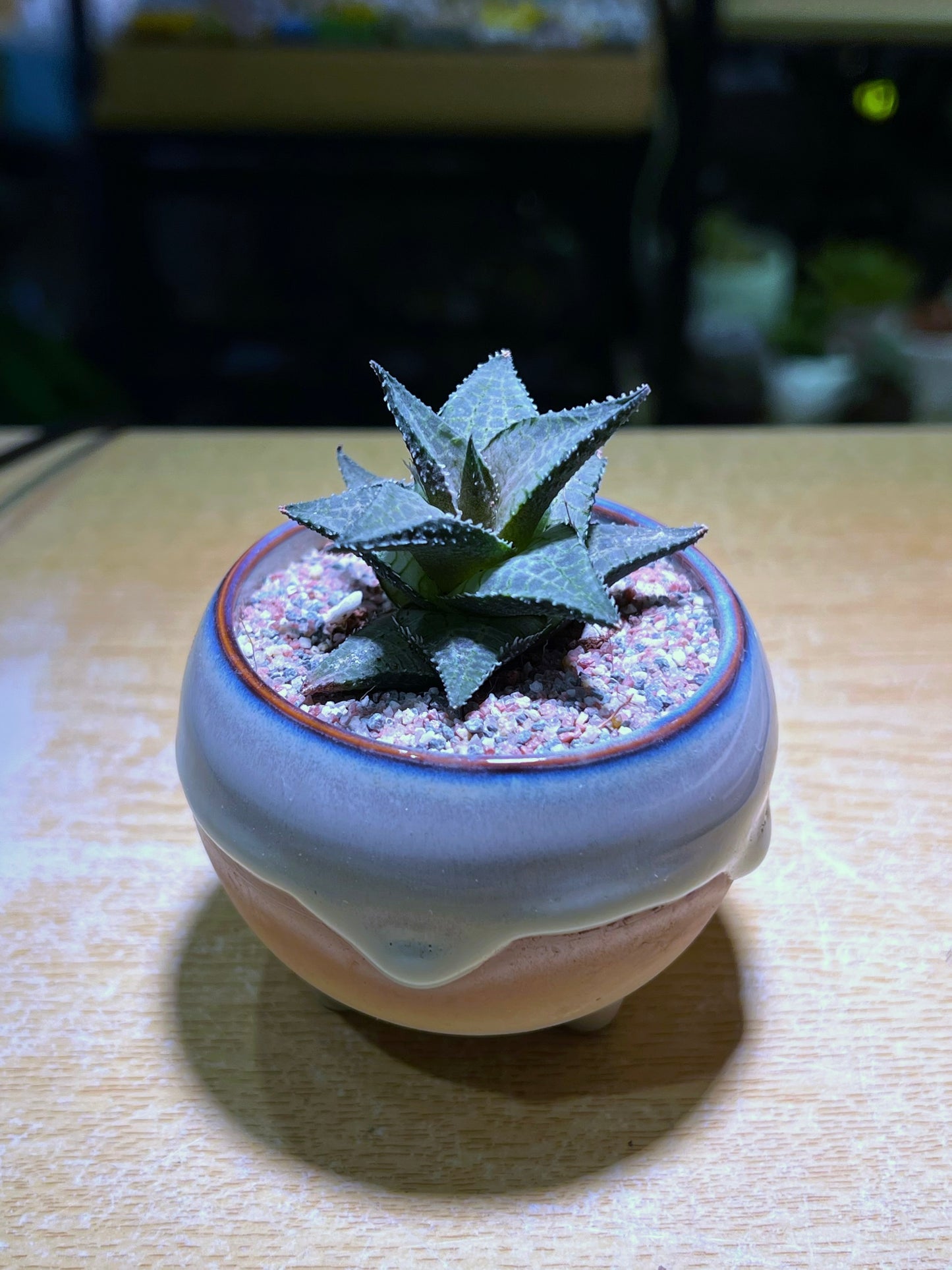 Haworthia Tessellata in Bicolor Ceramic Pot