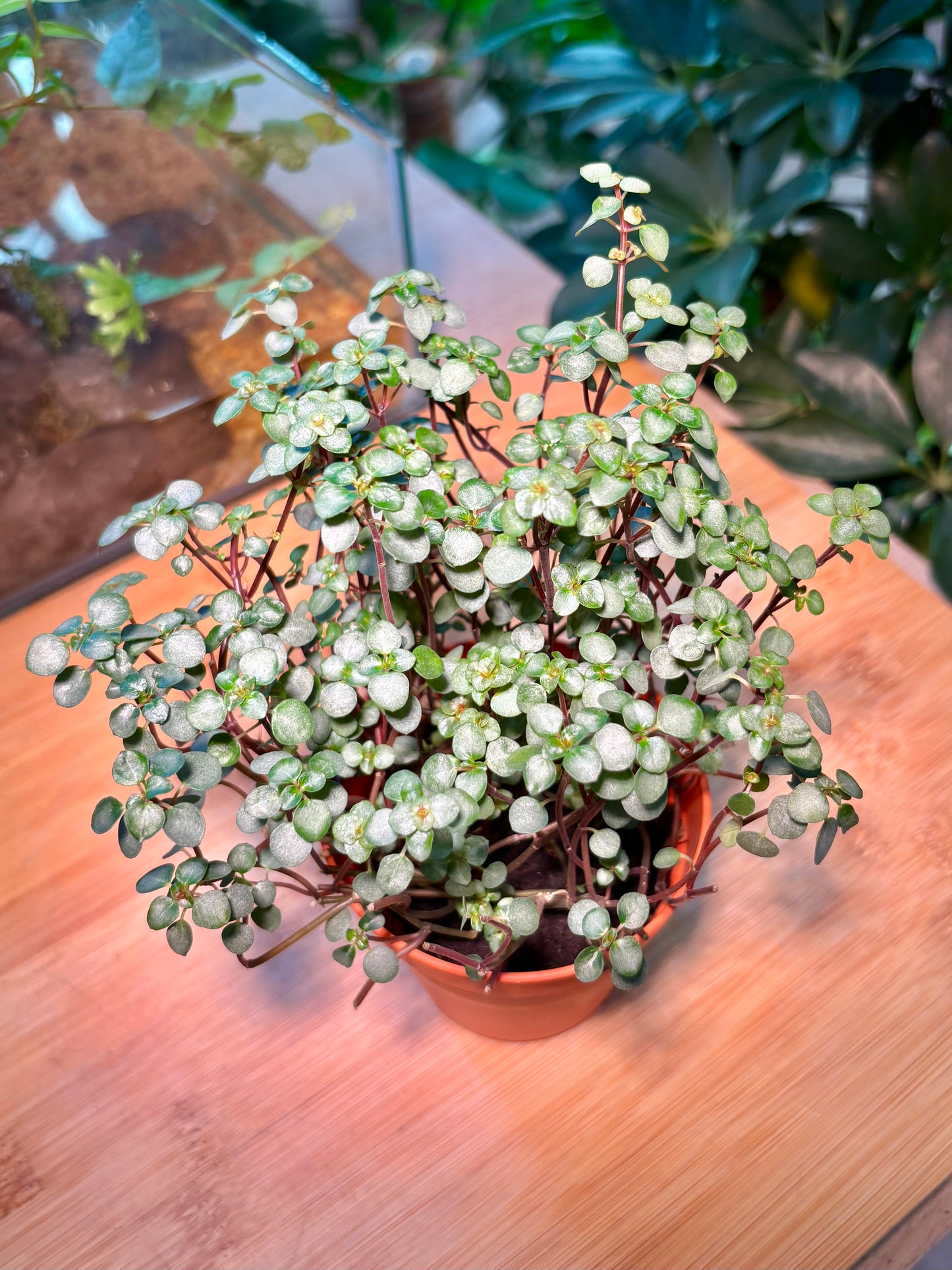 Pilea Multiflora in Plastic Pot
