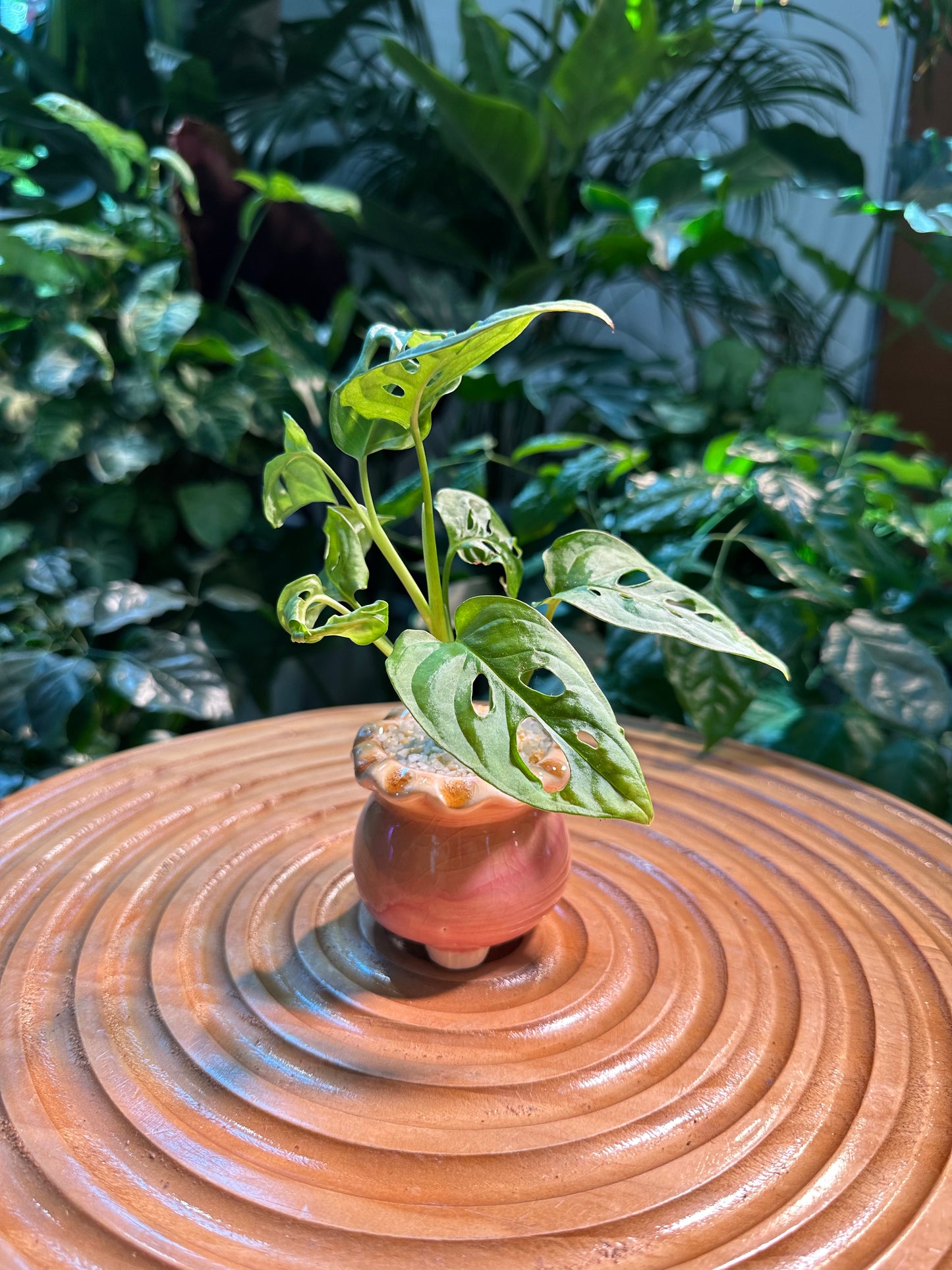 Monstera Adansonii in Pink Designer Pot