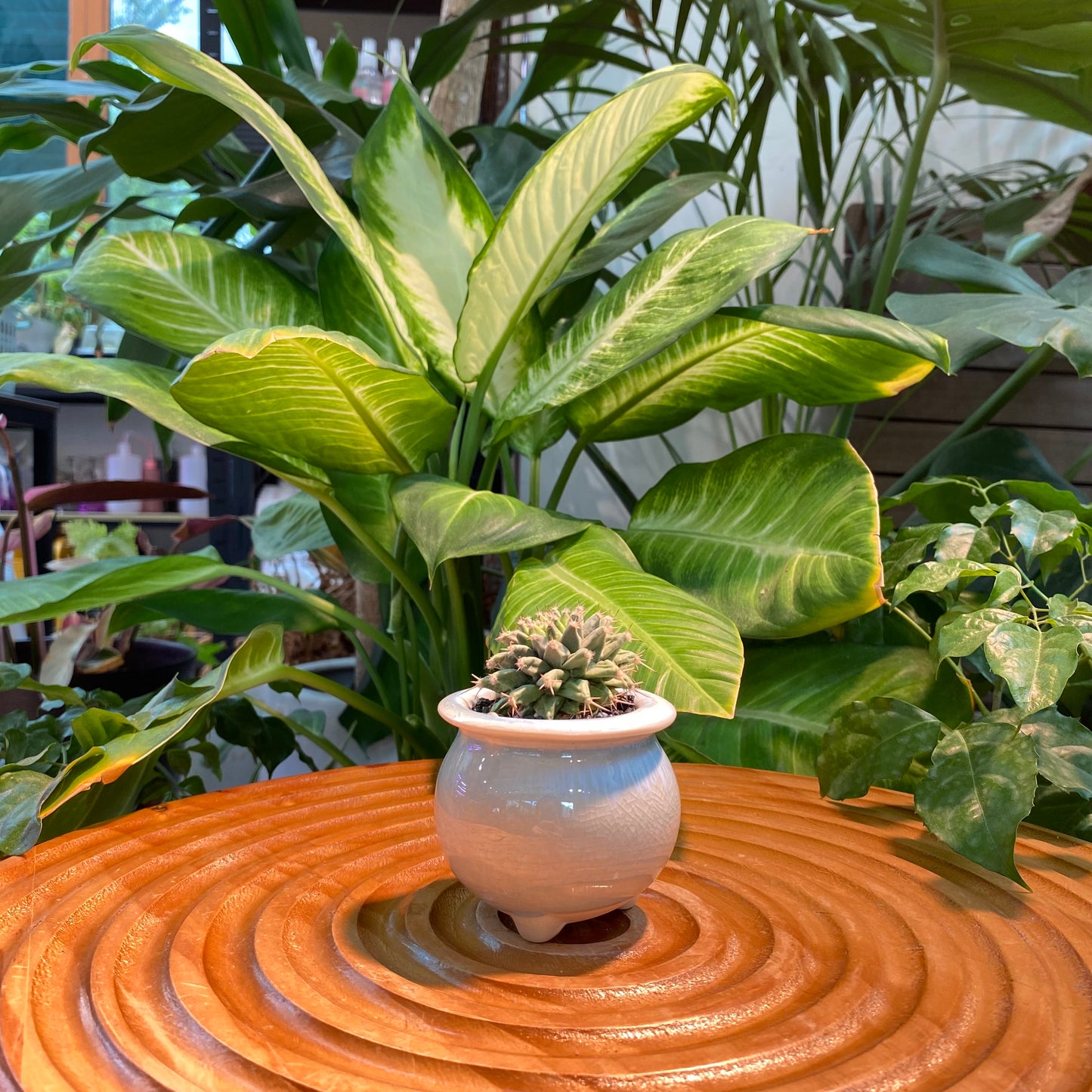 Rare Cactus Collection in Bicolor Ceramic Pot