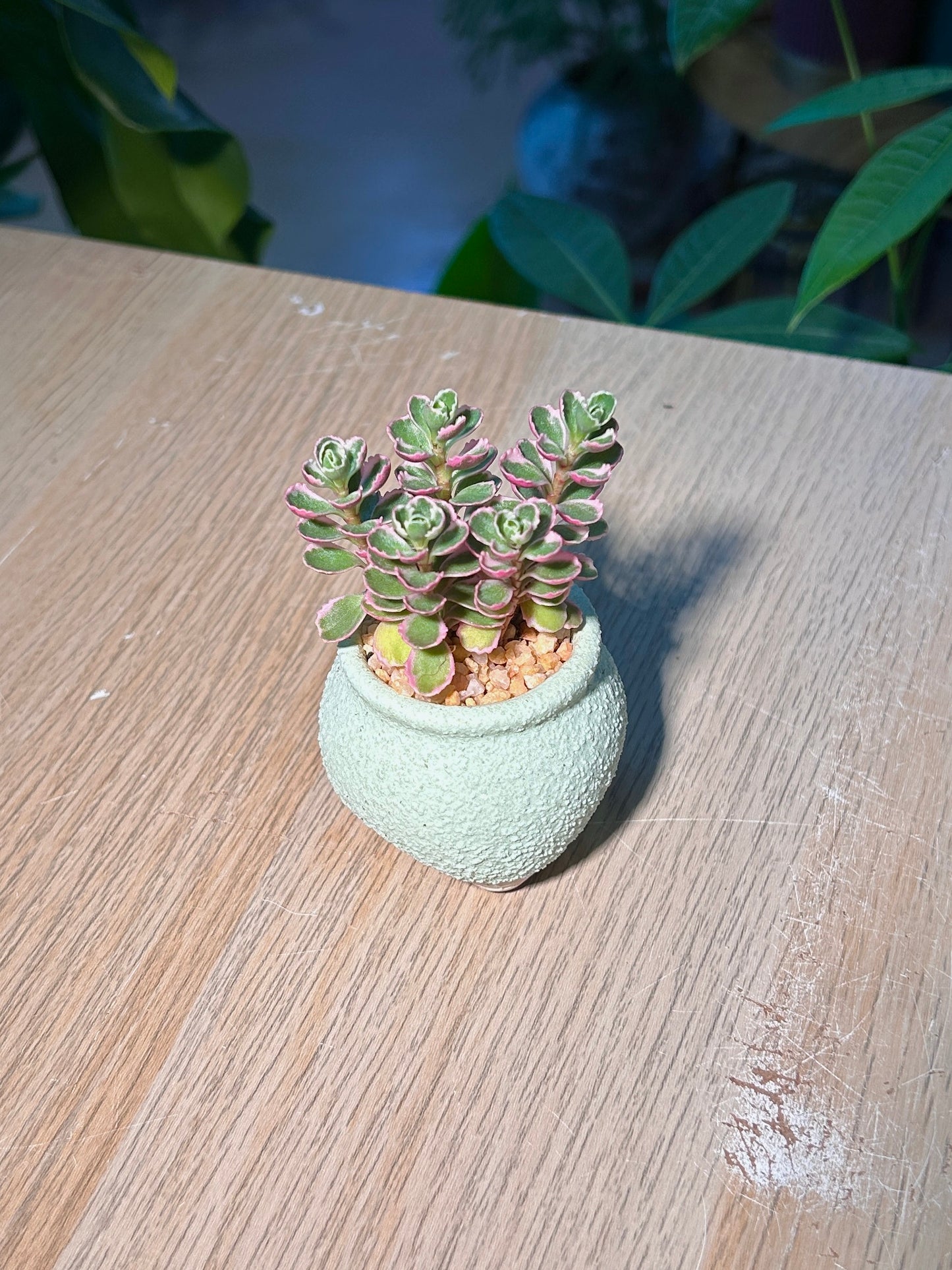 Sedum Spurium Tricour ( ε°ηη«η°ι¦ ) Phedimus Spurius in Green Texture Ceramic Pot