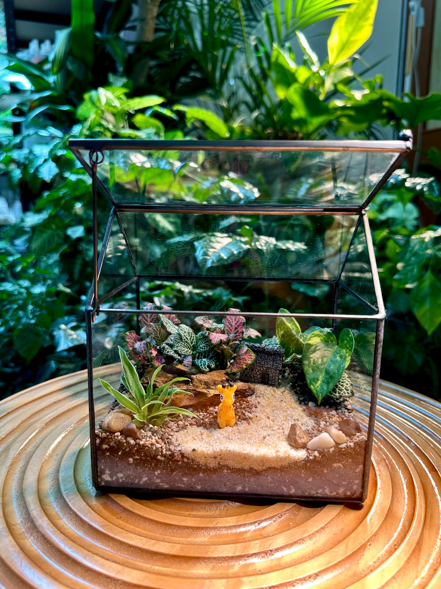Black Frame Housing Designer Indoor Plant Terrarium