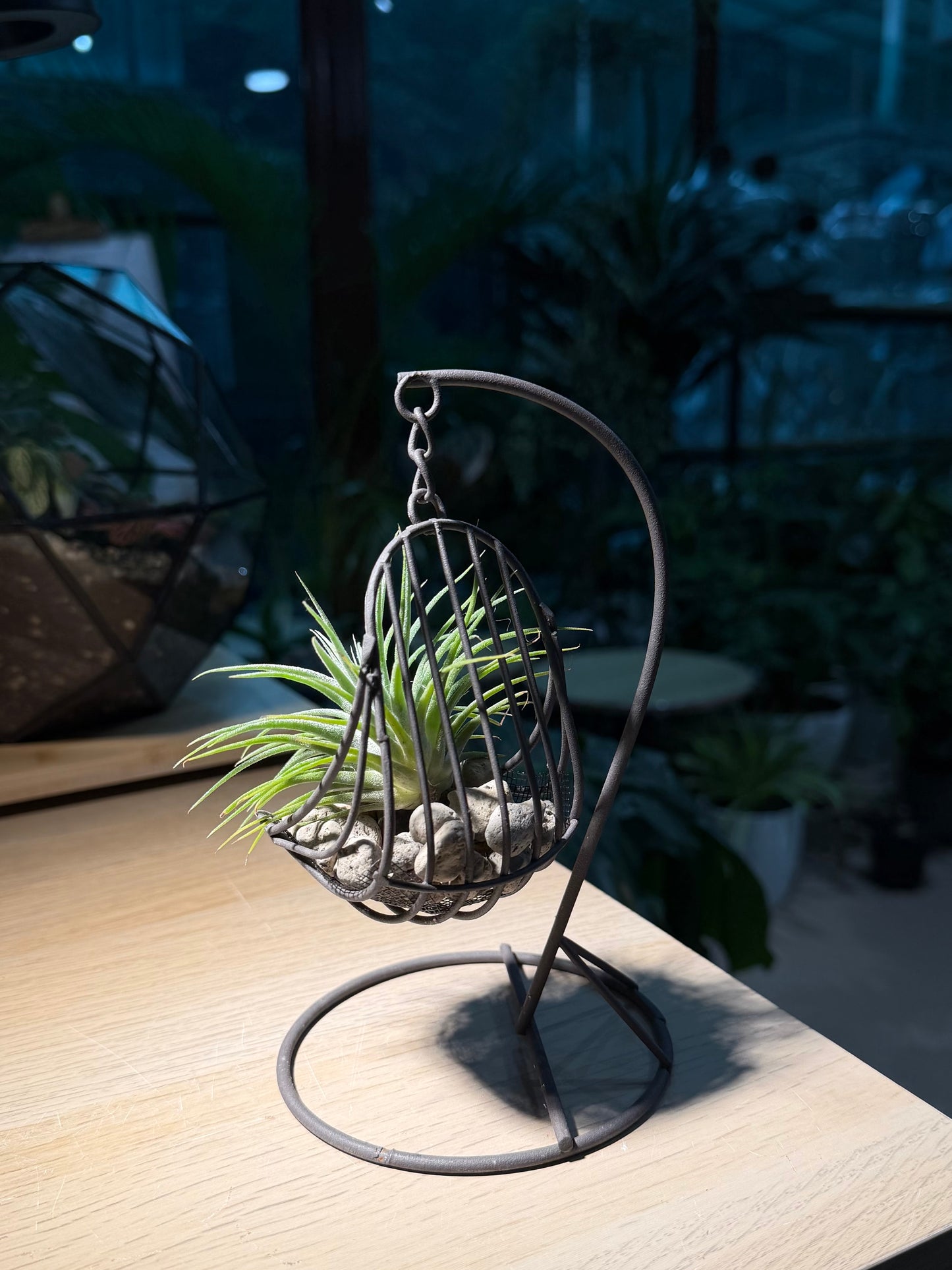 Airplant in Decorative Swing Holder