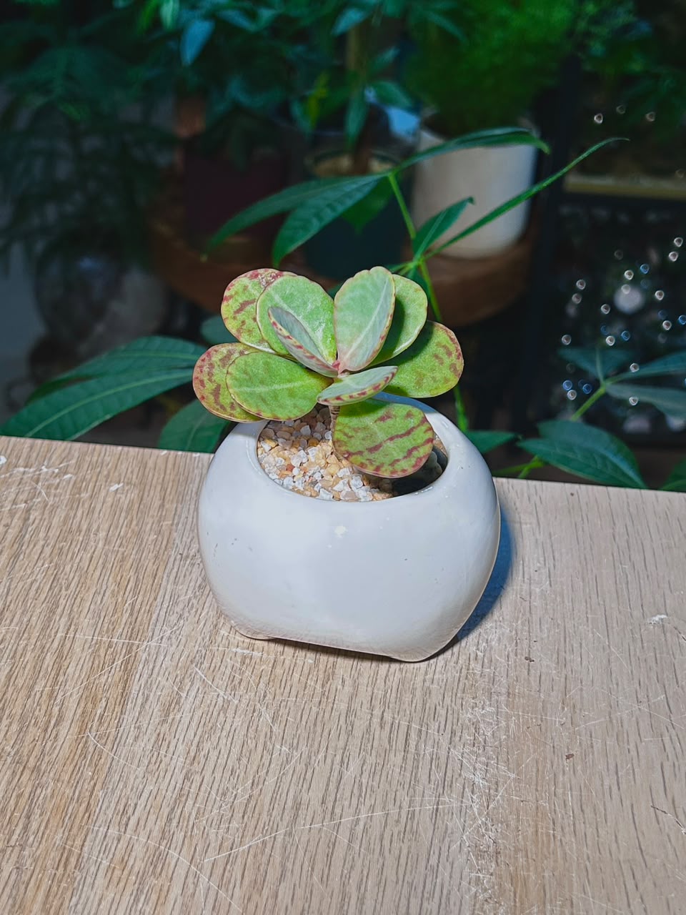 Kalanchoe Humilis (θζδΌ½θθ) Succulent in White Glazed Ceramic Pot
