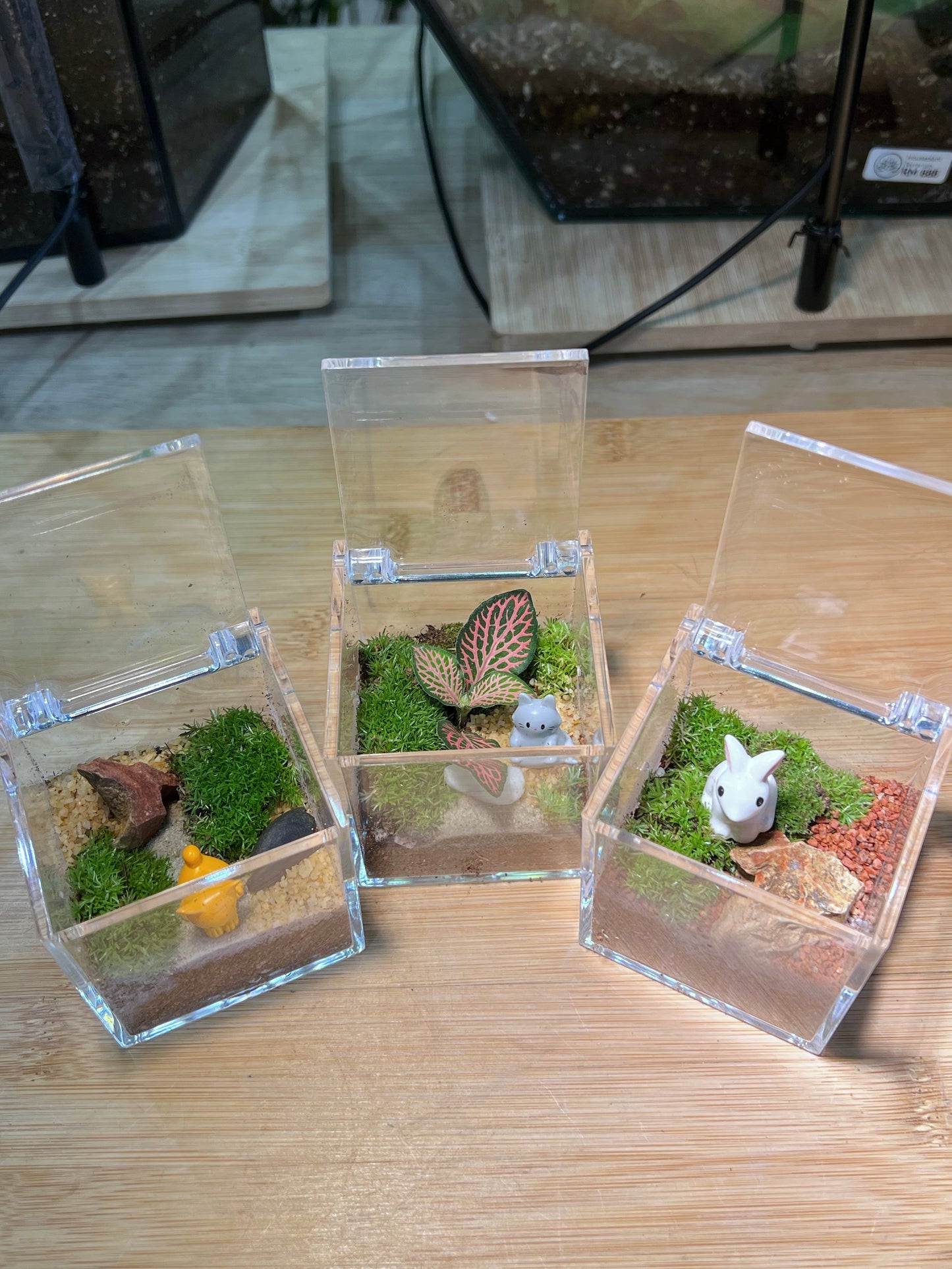 Moss with or without Fittonia in Arcylic Glass Terrarium (S)
