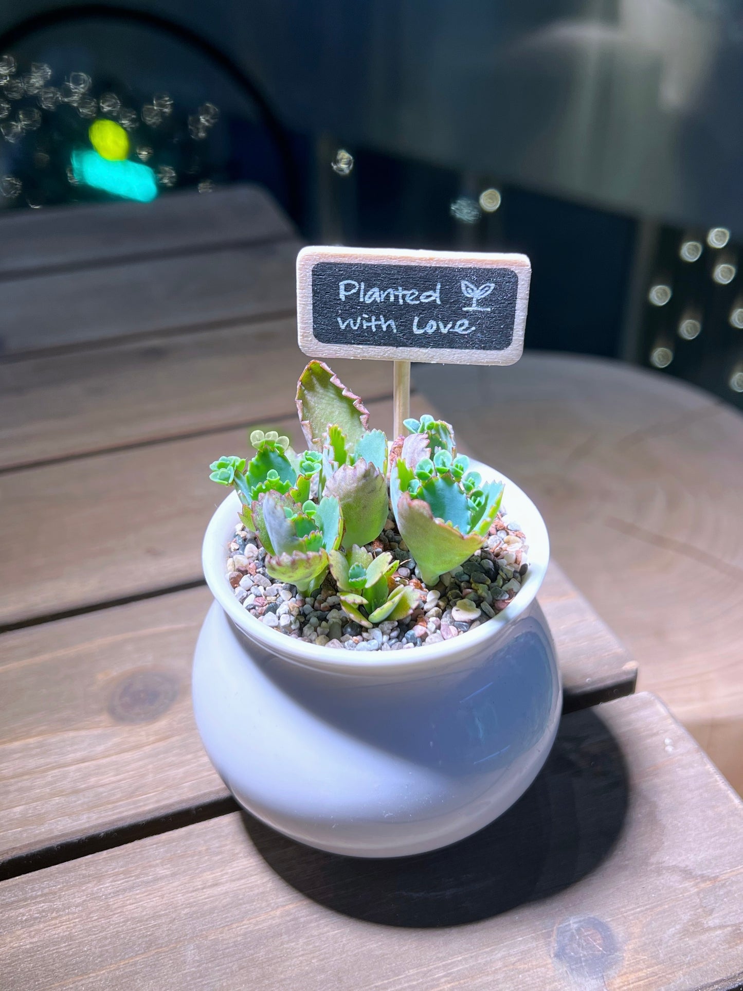 Kalanchoe in White Belly Ceramic Pot