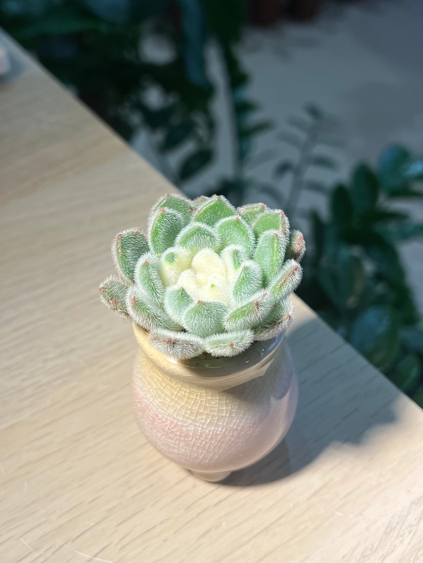 Echeveria 'Doris Taylor' in Ceramic Pot