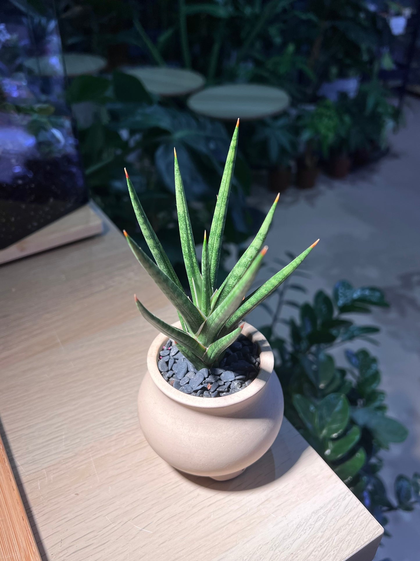 Sansevieria Francissi (Snake Plant) in Milky White Ceramic Pot
