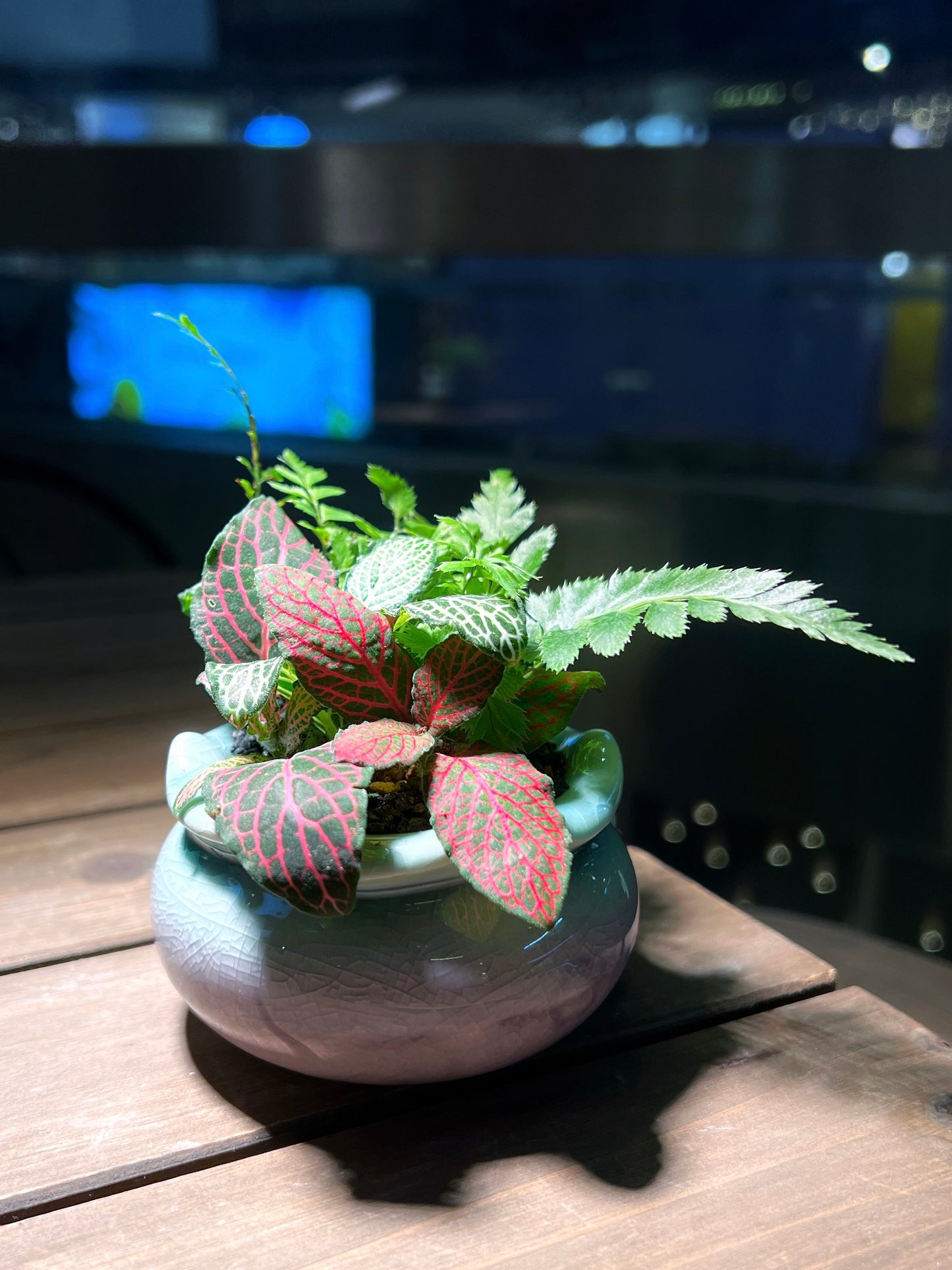 Fittonia & Fern Arrangement in Handmade Petal Edge Ceramic Pot