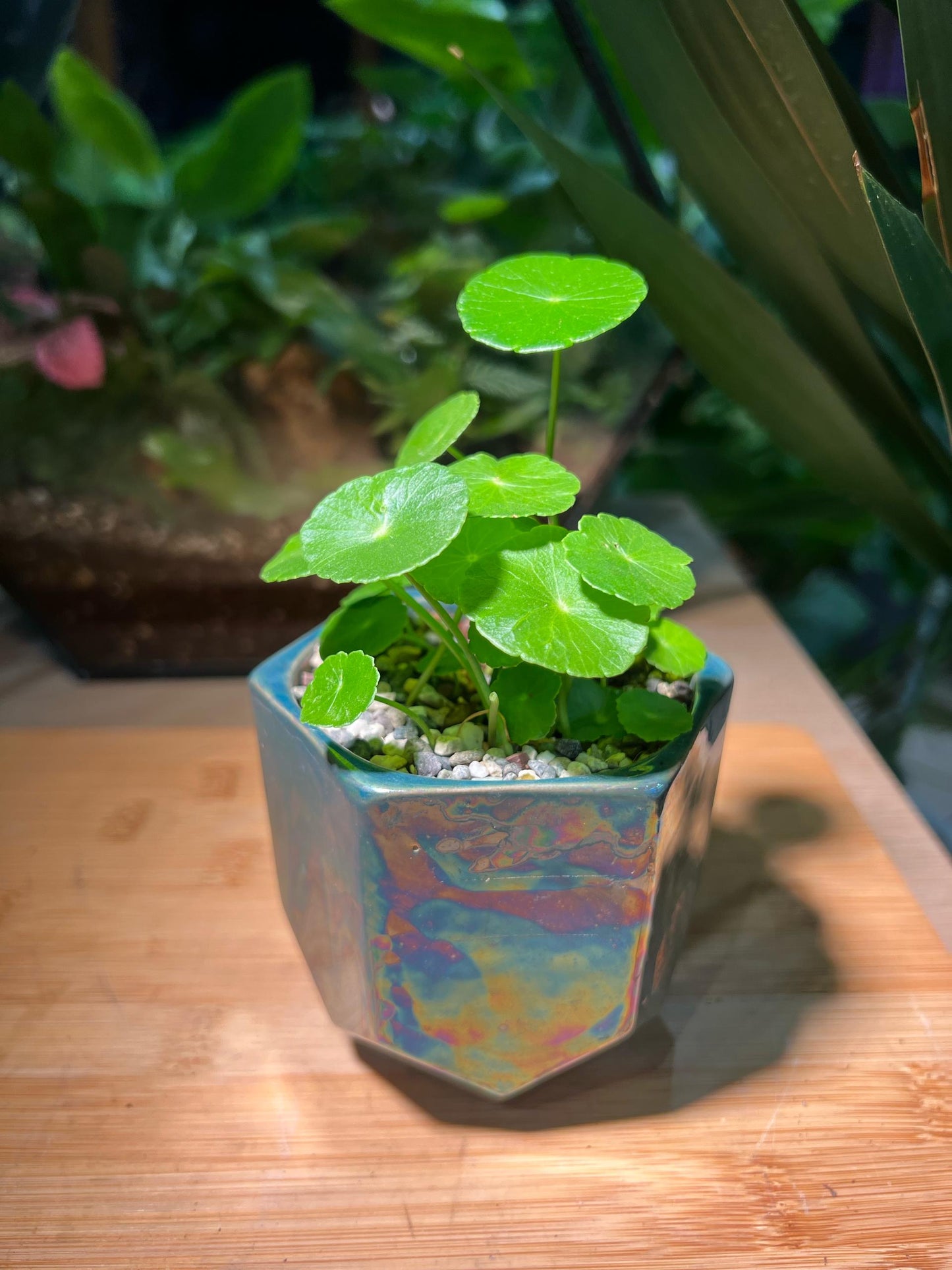Hydrocotyle Vulgaris in Colorful Pot