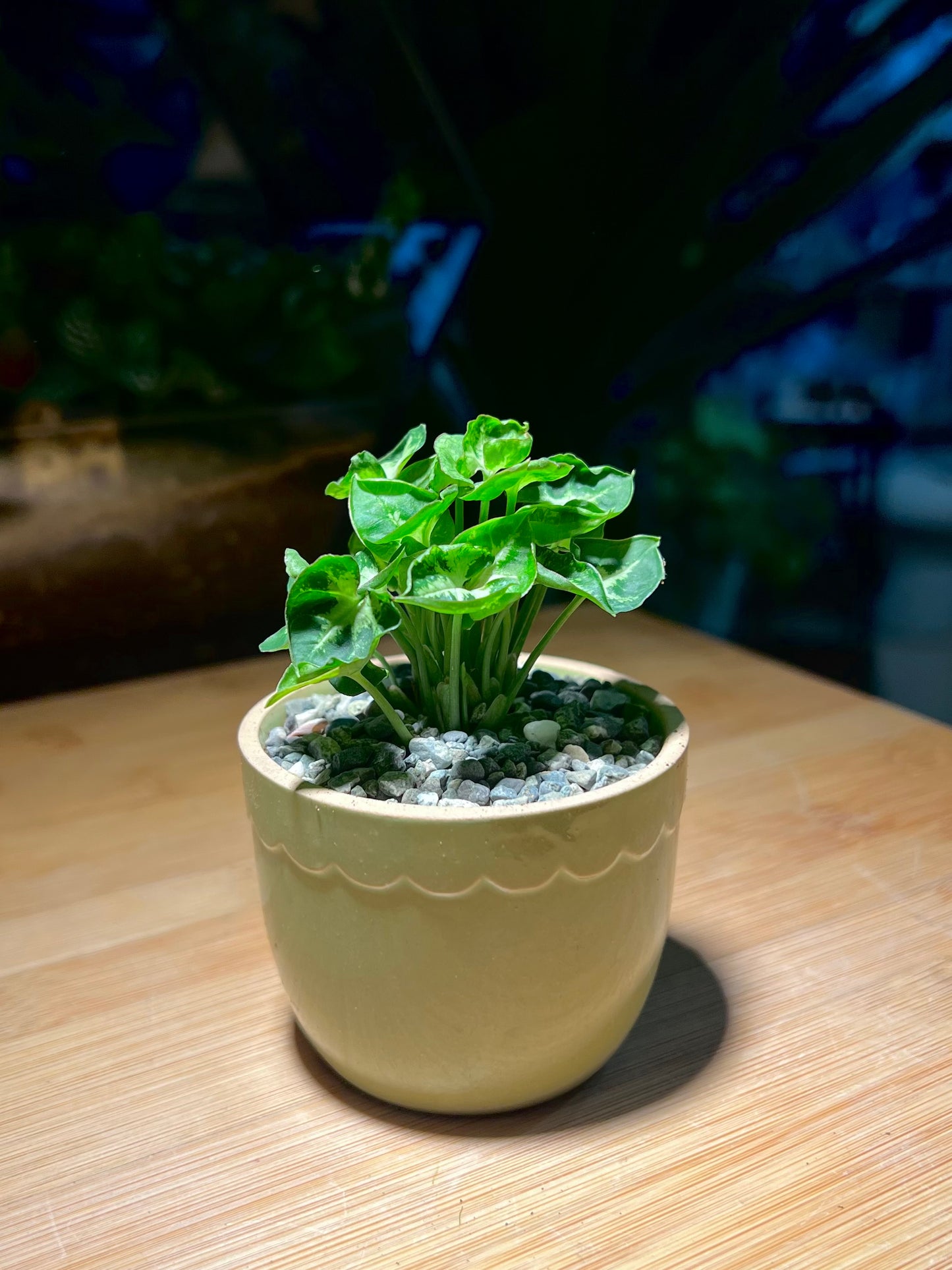 Syngonium Podophyllum (Arrowhead) in Round Petal Edge Ceramic Pot