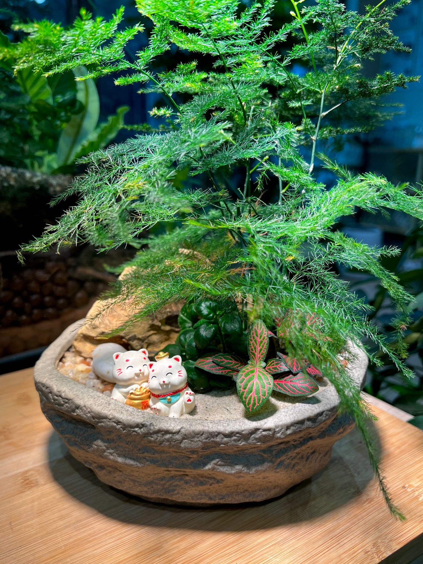 Fittonia and Asparagus Fern with Bubble Plant Arrangement in Faux Stone Concrete Pot