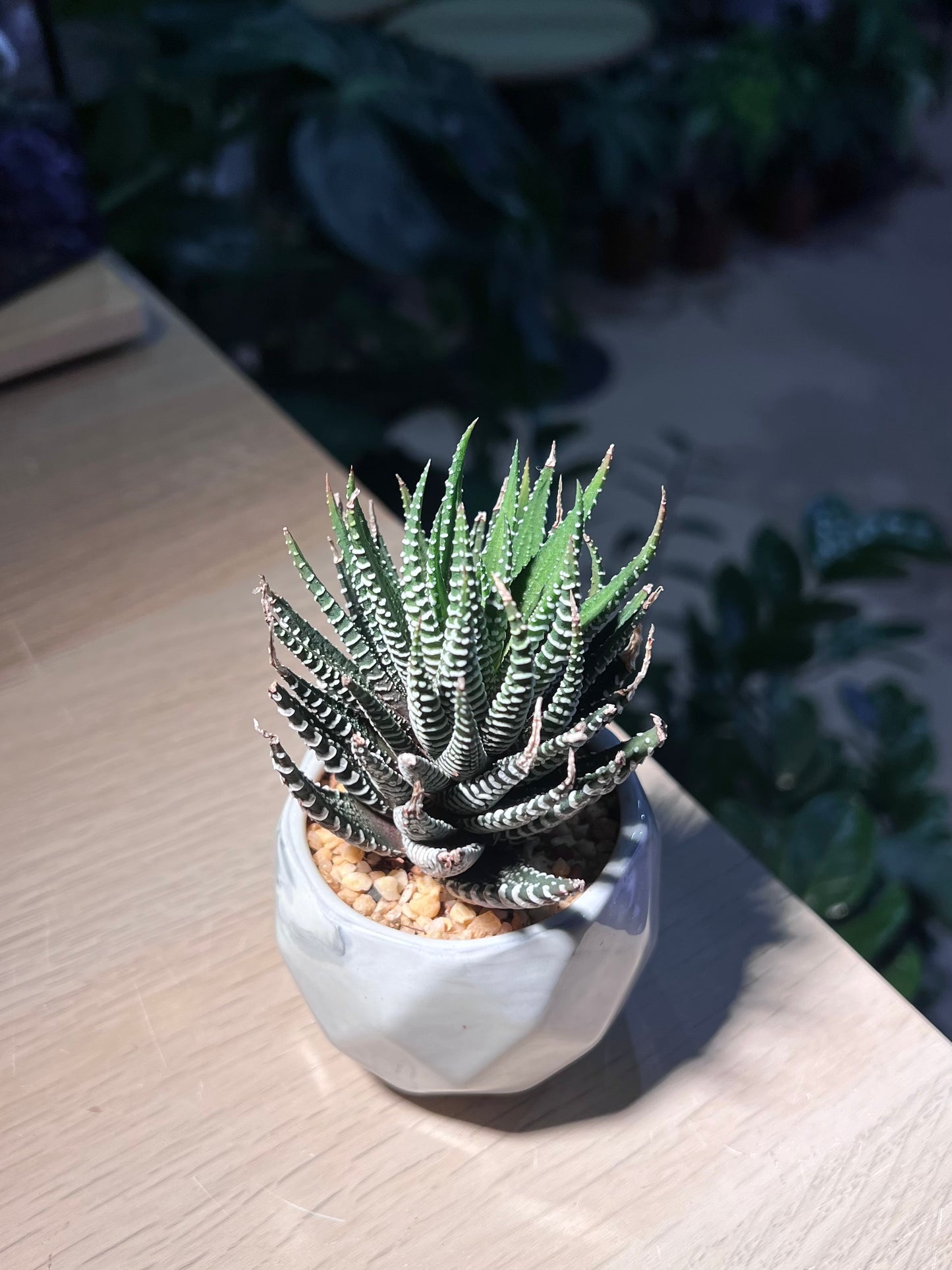 Haworthia Fasciata (Zebra Plant) in Marble Ceramic Pot