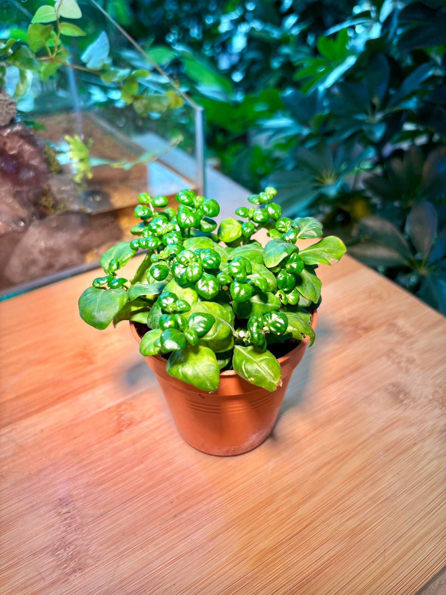 Ocimum Basilicum in Plastic Pot