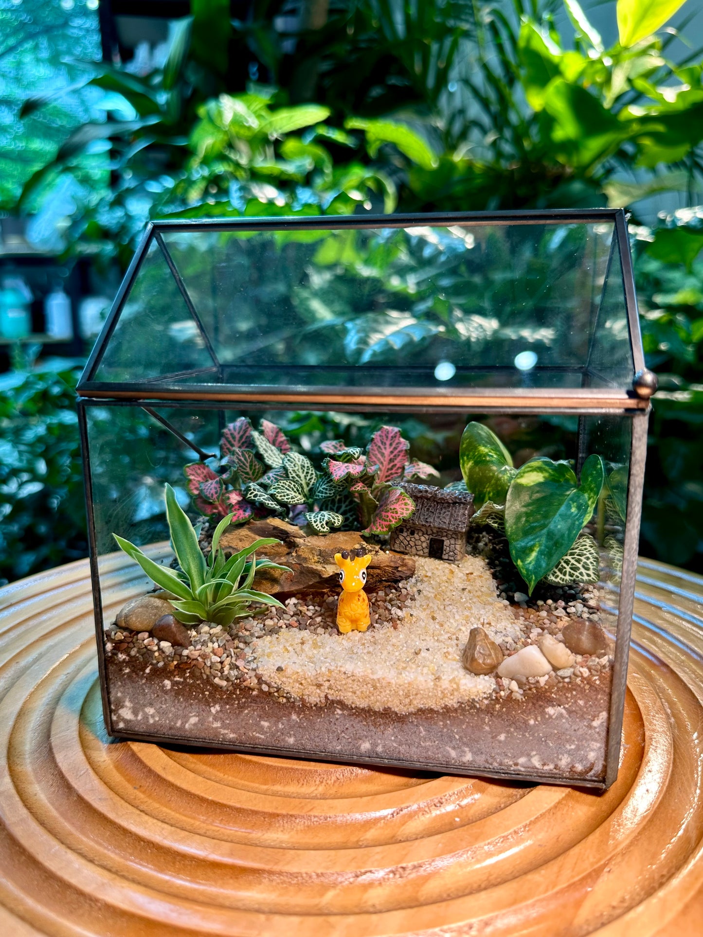 Black Frame Housing Designer Indoor Plant Terrarium