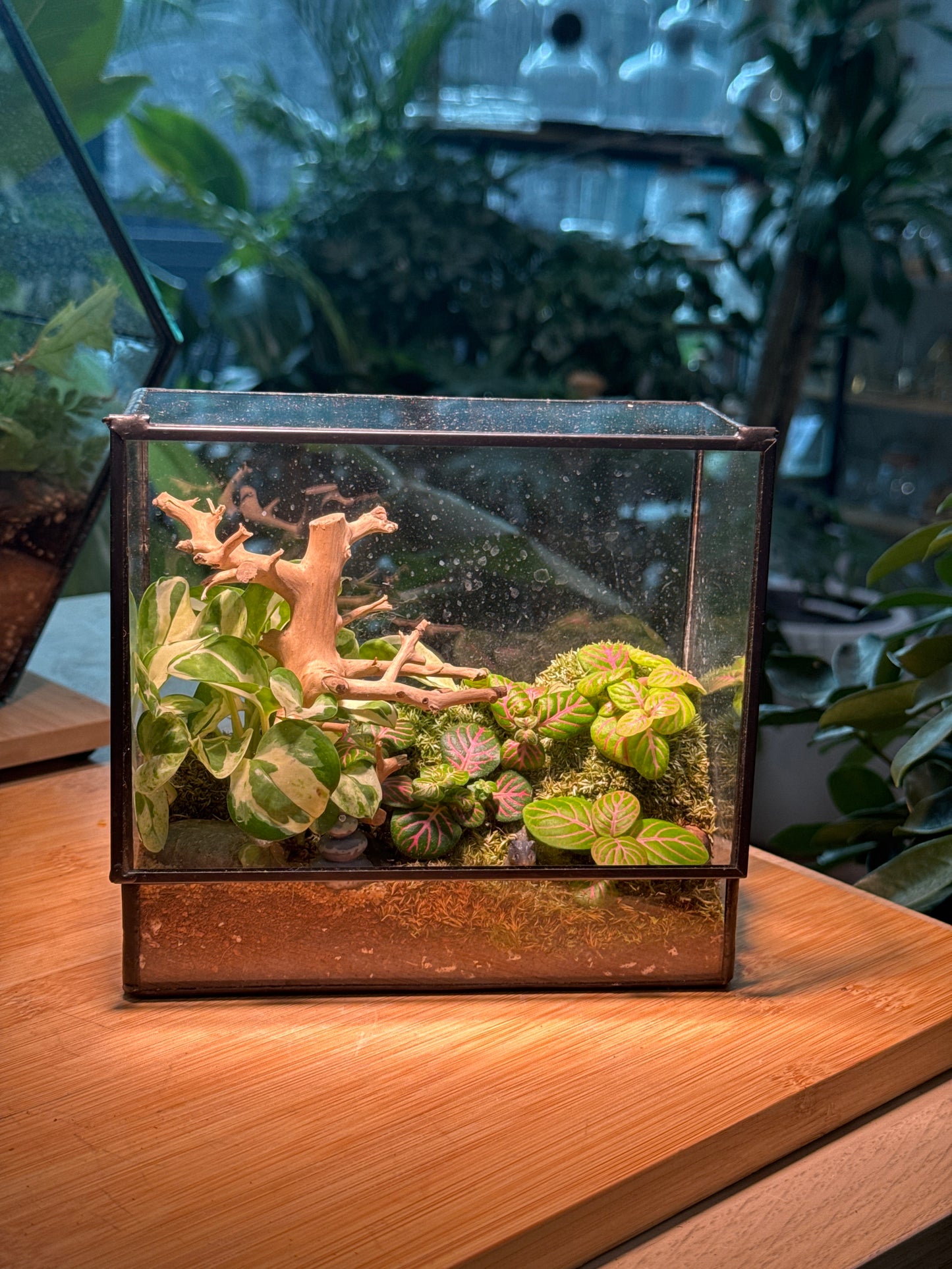 Black Rectangular Glass with Lid Indoor Plant Terrarium DIY Kit - Top Hung (S)