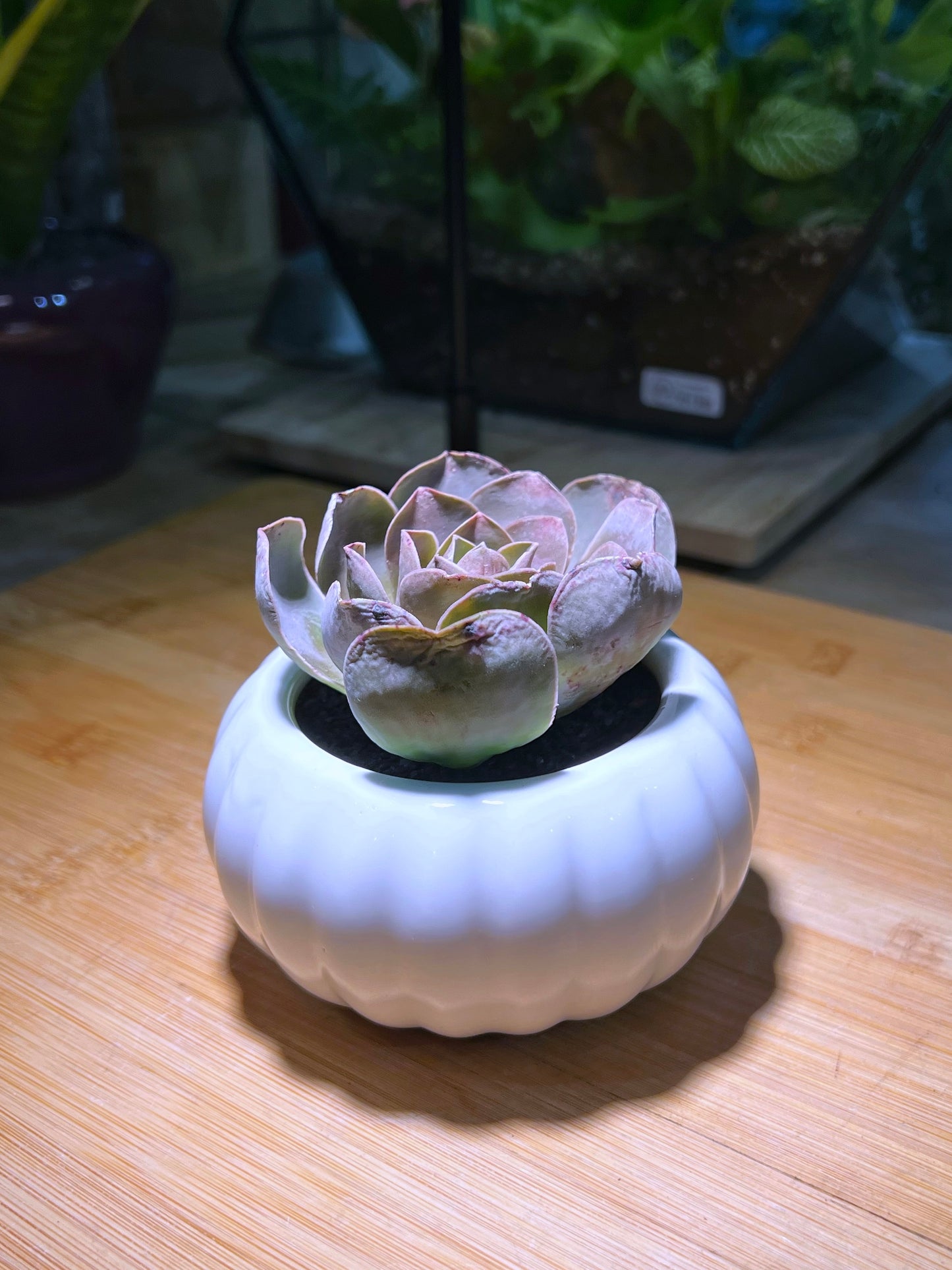 Mountain Rose in Pumpkin π Ceramic Pot