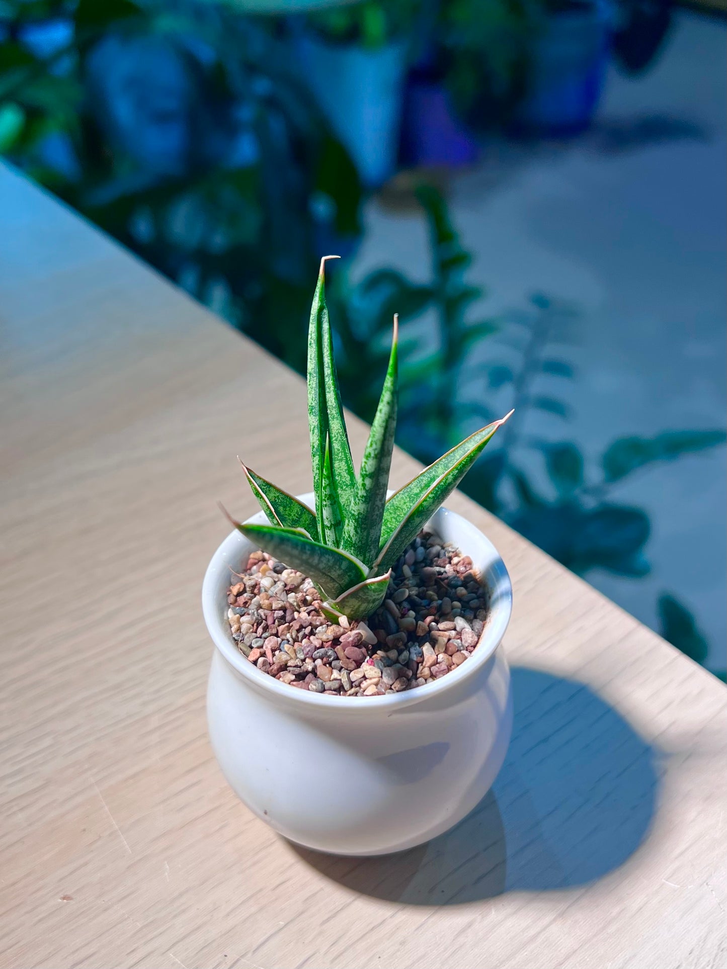 Snake Plant (虎尾兰) in Small White Belly Ceramic Pot