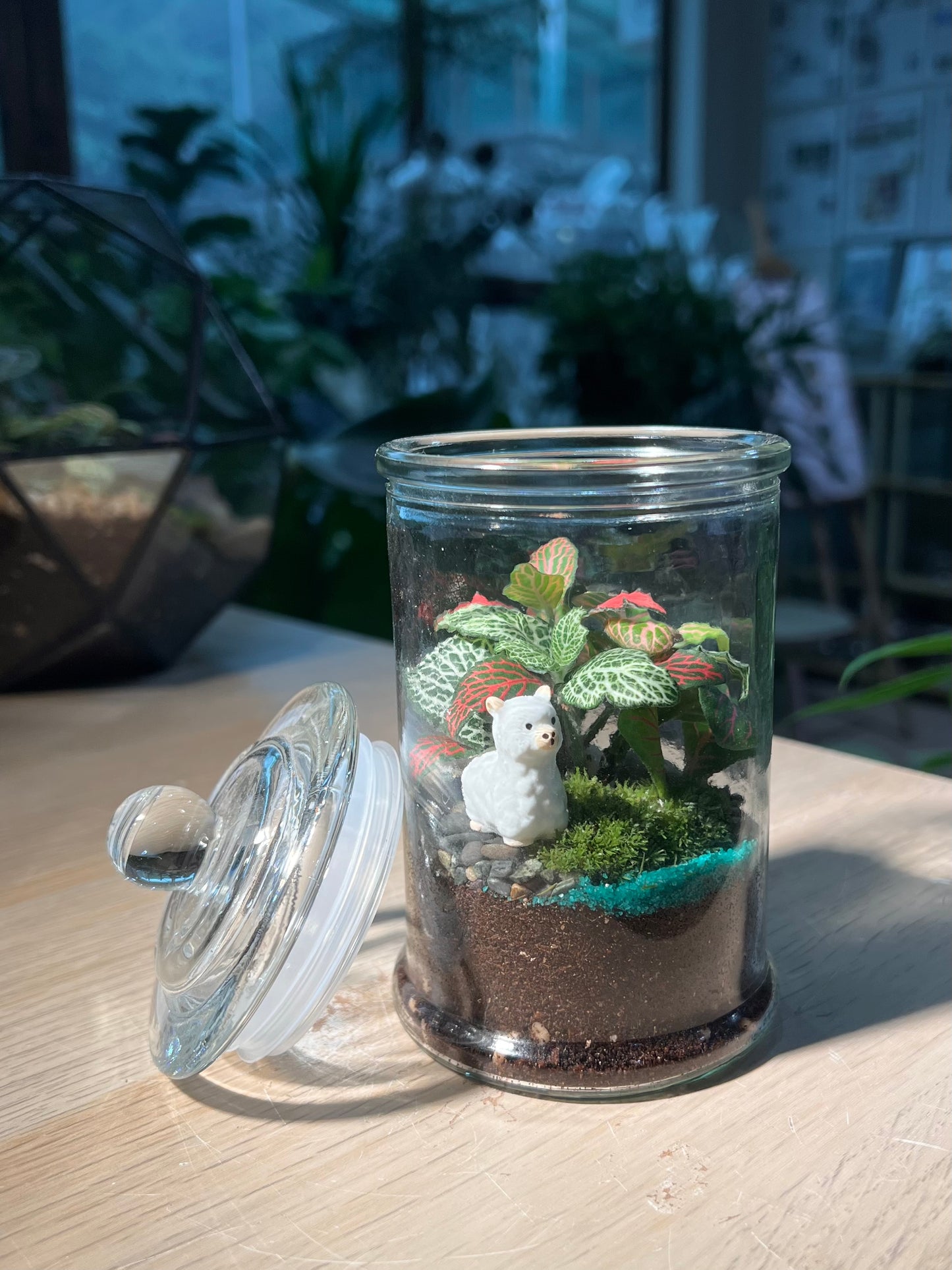 Indoor Plant Terrarium in Glass Jar (M)