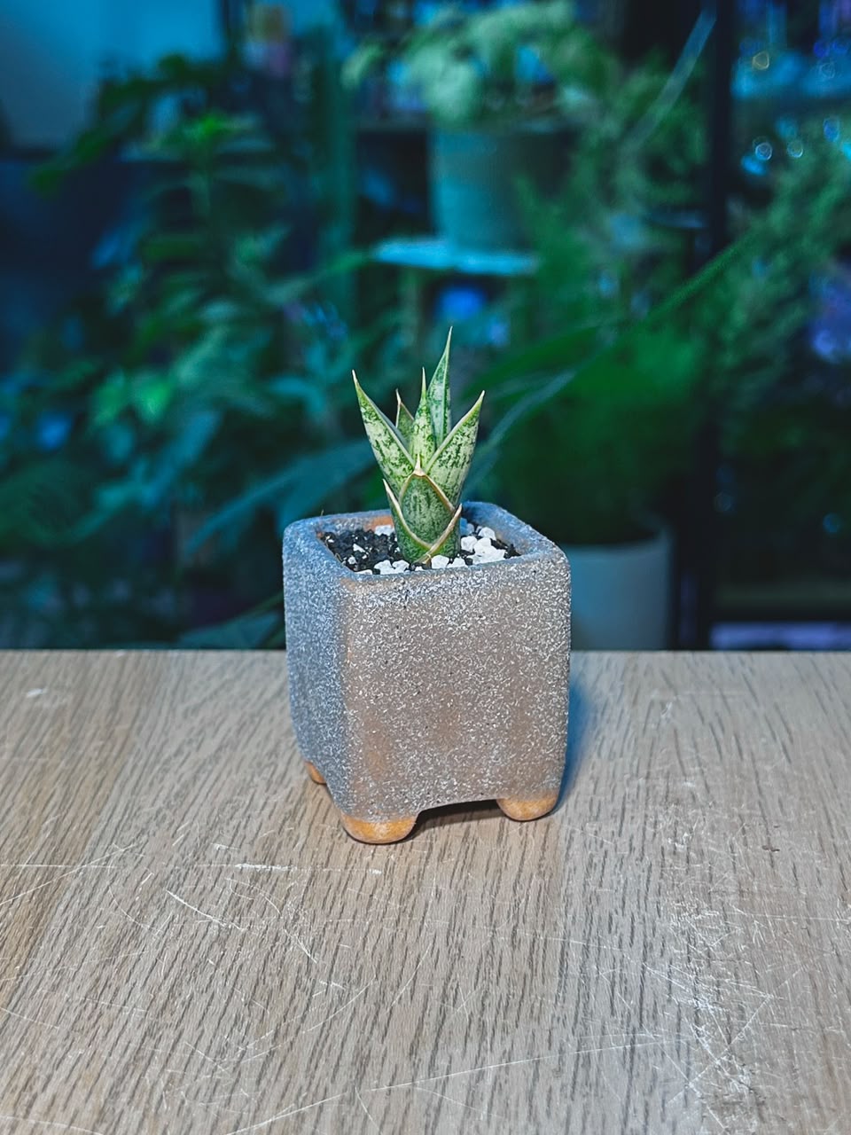 Snake Plant (θε°Ύε
°) Sansevieria Pinguicula in Textured Grey Ceramic Pot