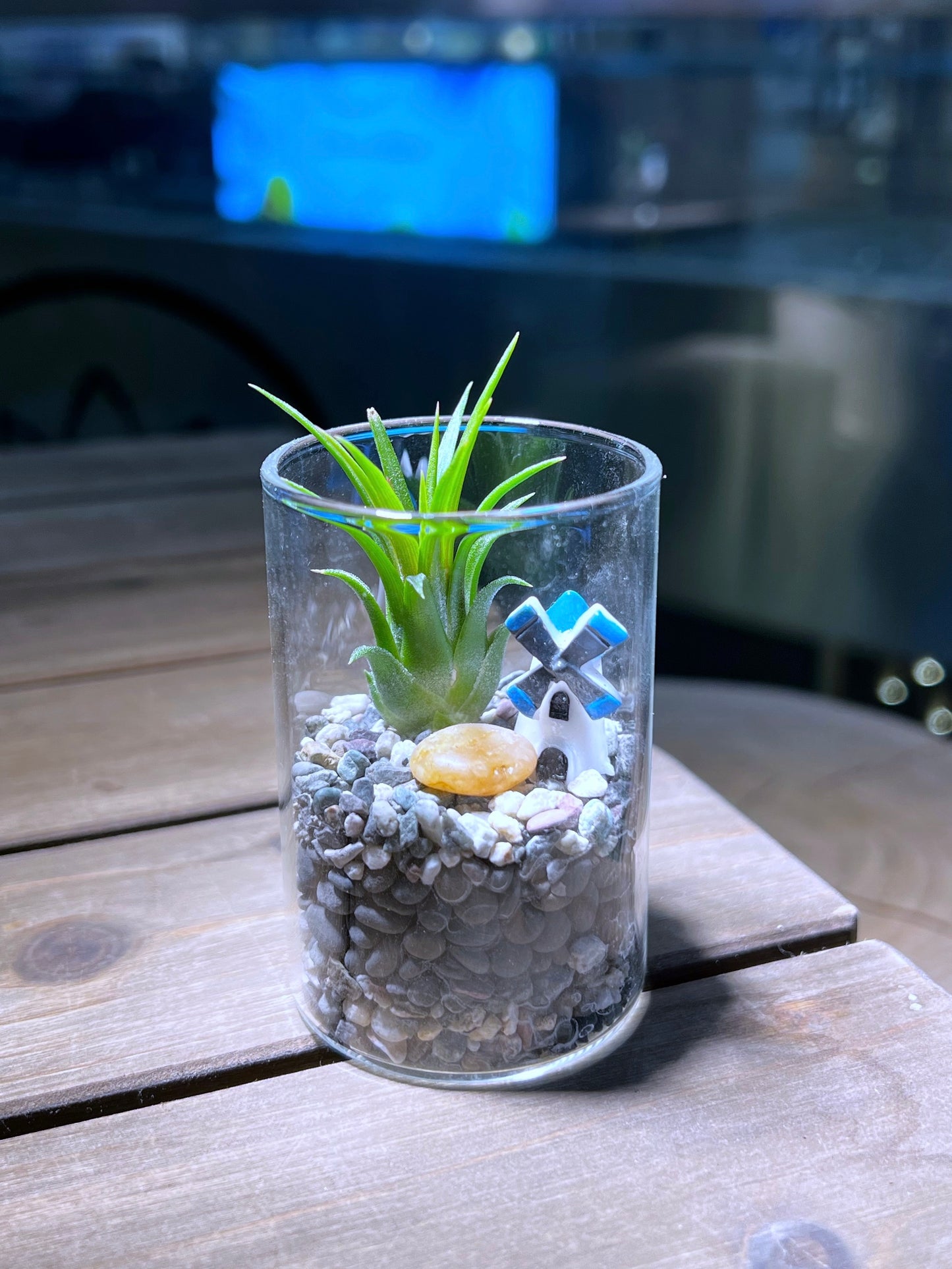 Airplant in Small Cylindrical Glass