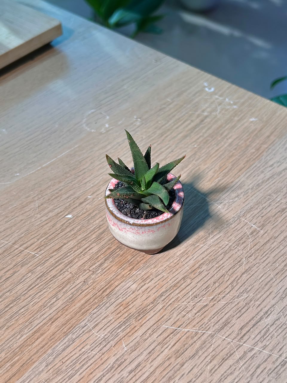 Crocodile Haworthia (琉璃殿) Haworthia Limifolia in Flambé Glazed Ceramic Pot