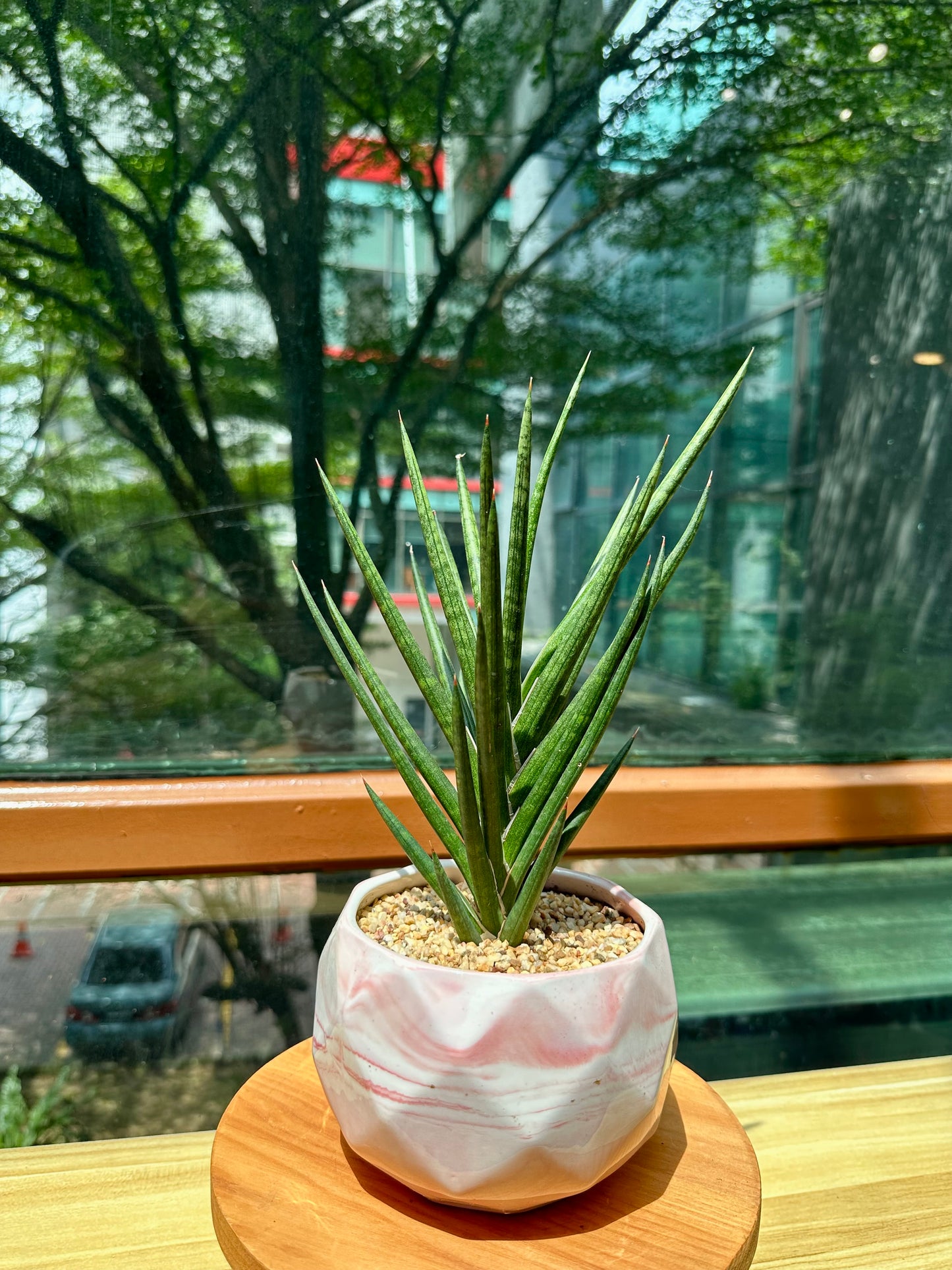 Sanseveria Fox Tails in Red Designer Pot (aka Snack Plant)