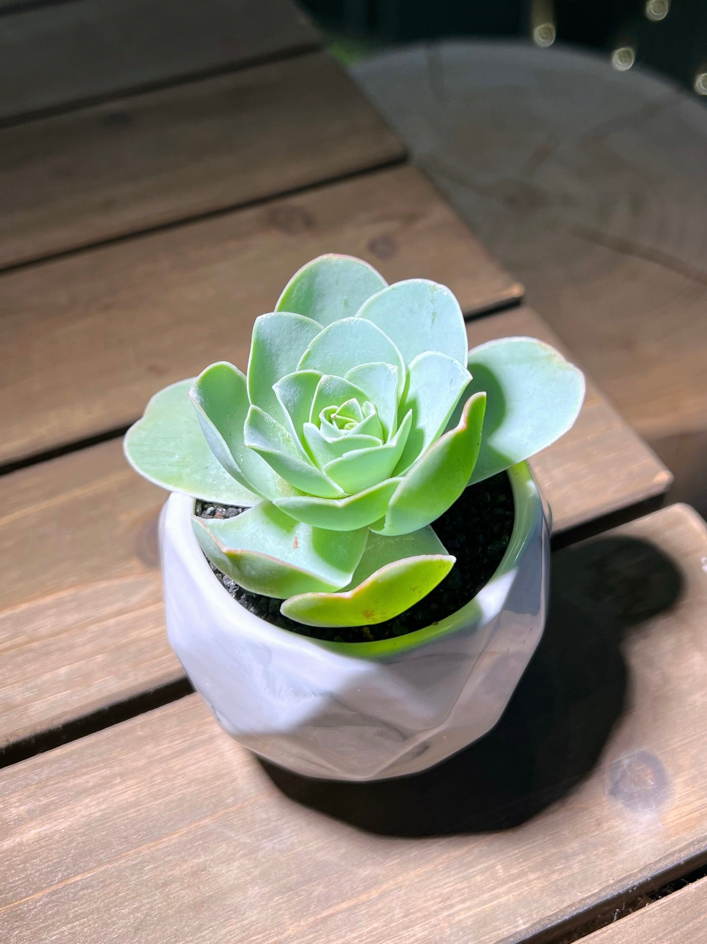 Mountain Rose in Marble Ceramic Pot