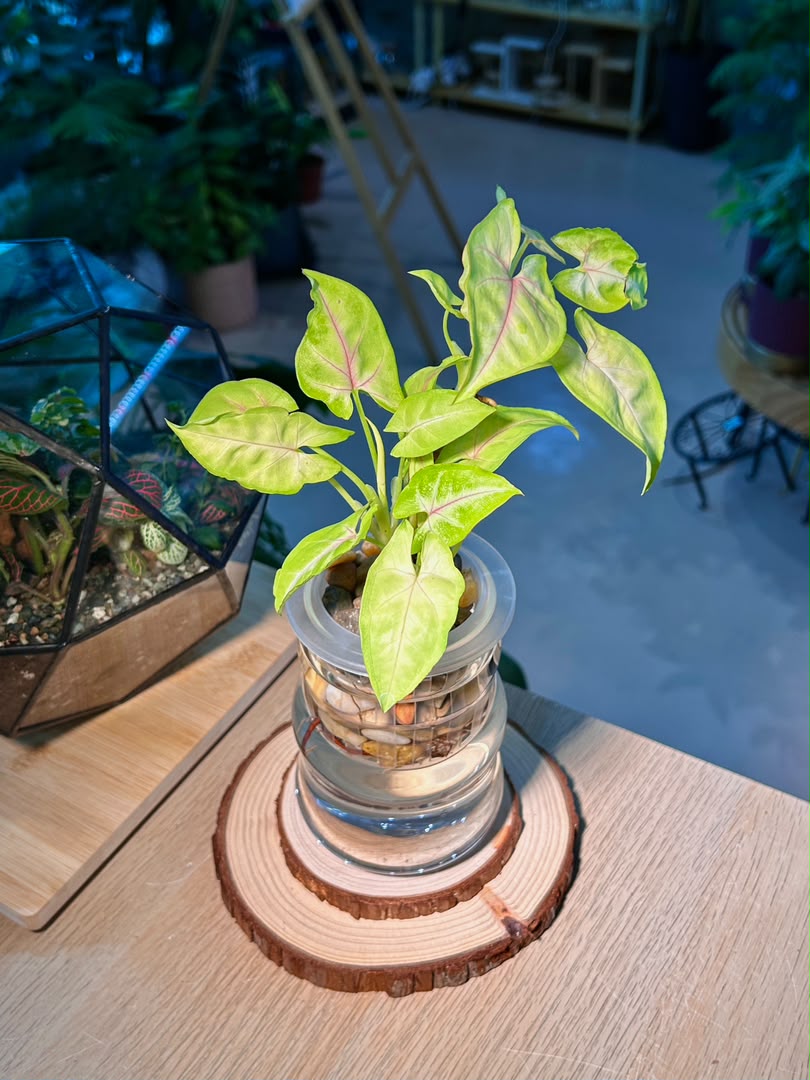 Syngonium Podophyllum (εζθ) in Glass Hydroponic Vase