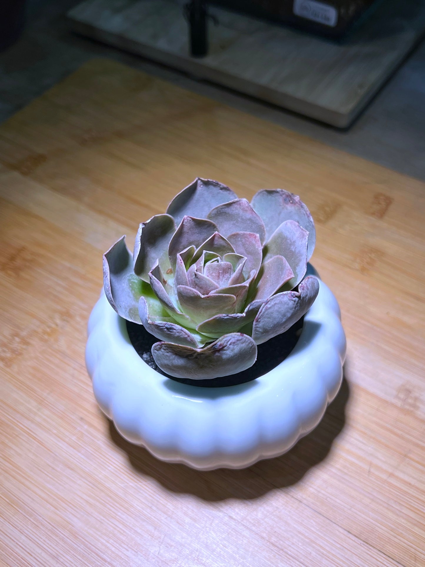 Mountain Rose in Pumpkin π Ceramic Pot