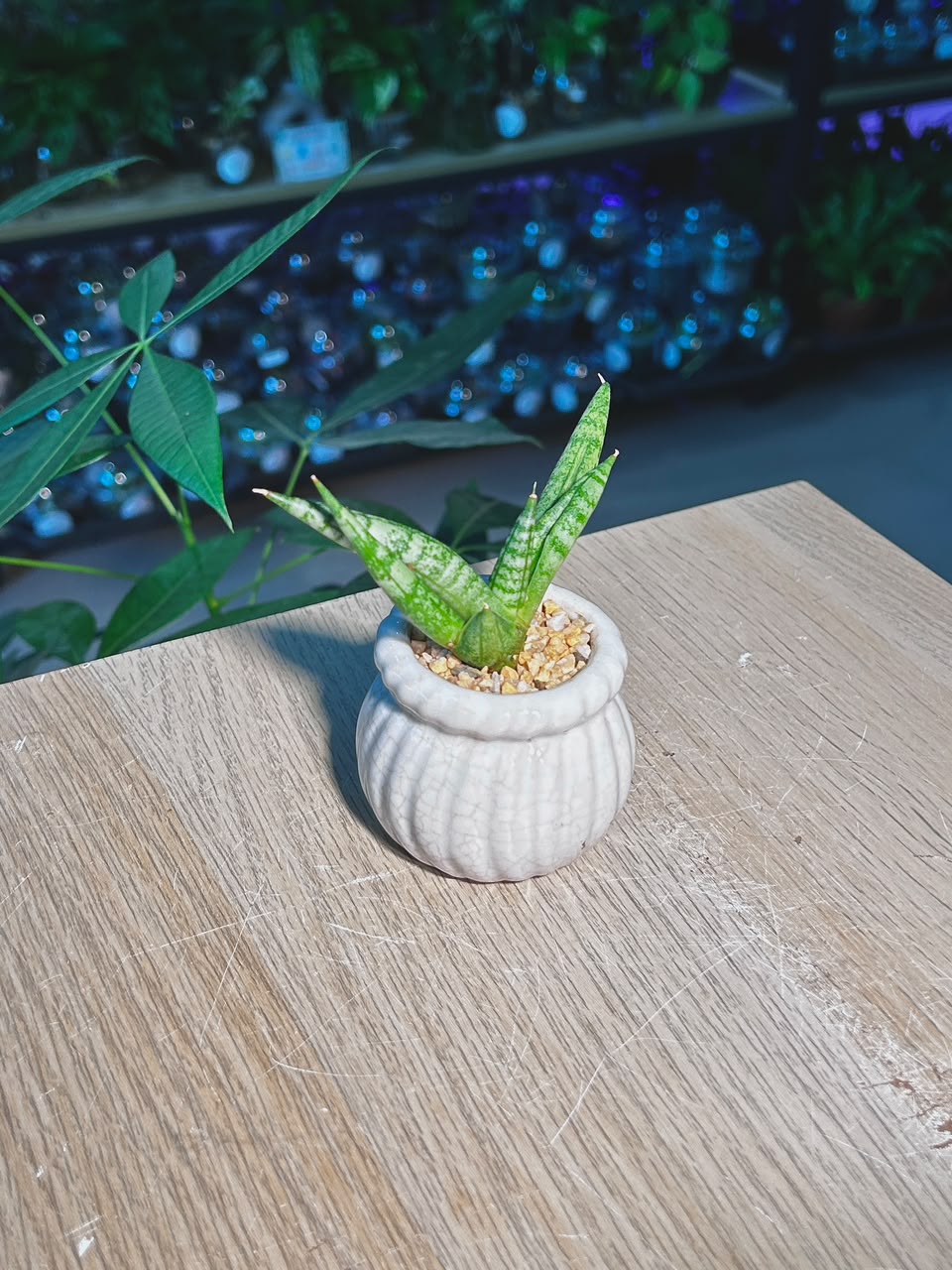 Snake Plant (θε°Ύε
°) Sansevieria Dracaena in White Glazed Ceramic Pot