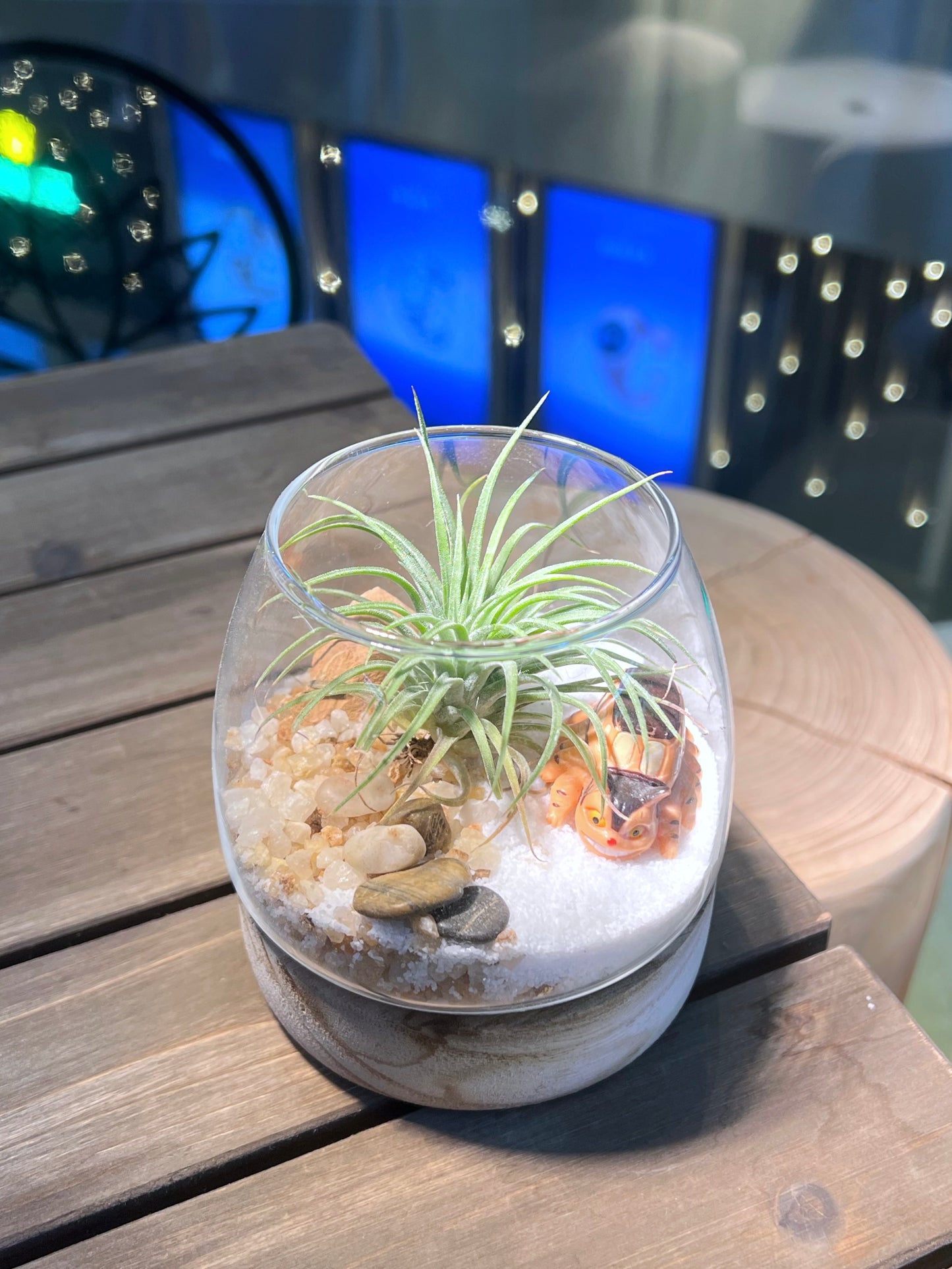 Airplant in Muji Glass with Wooden Base