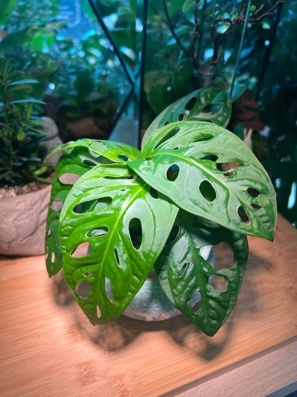Monstera deliciosa in Ceramic Pot