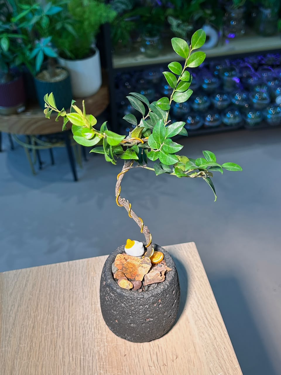 Small Leaved Ebony (黄杨叶柿) Diospyros Buxifolia in Black Textured Matte Ceramic Pot
