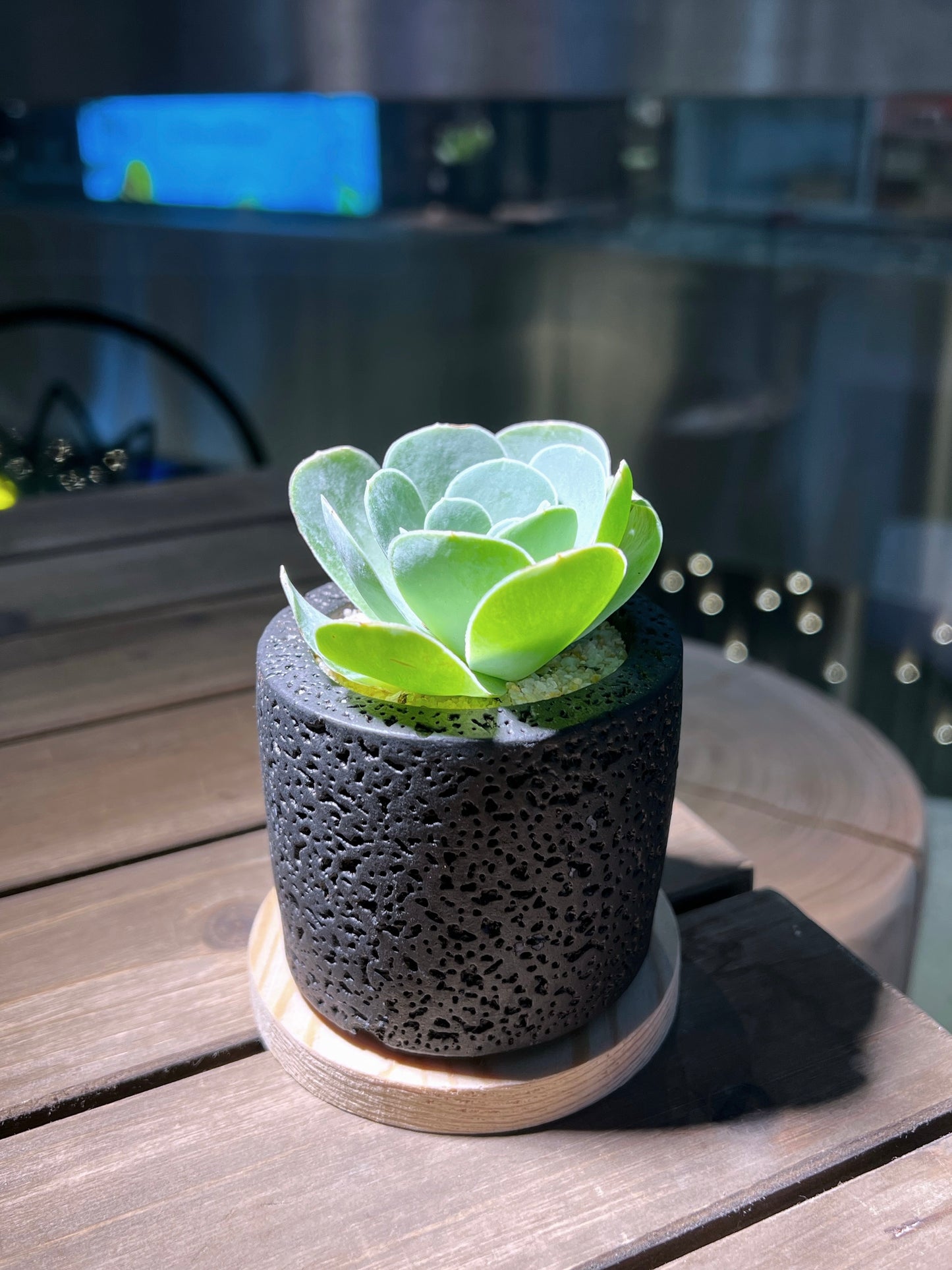 Mountain Rose in Handmade Concrete Pot