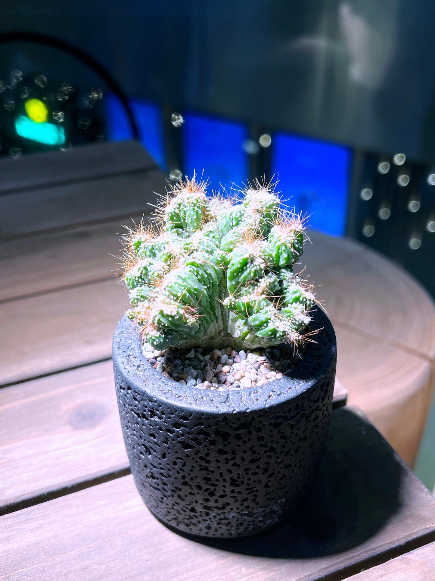 Cereus Repandus in Matt Black Concrete Pot